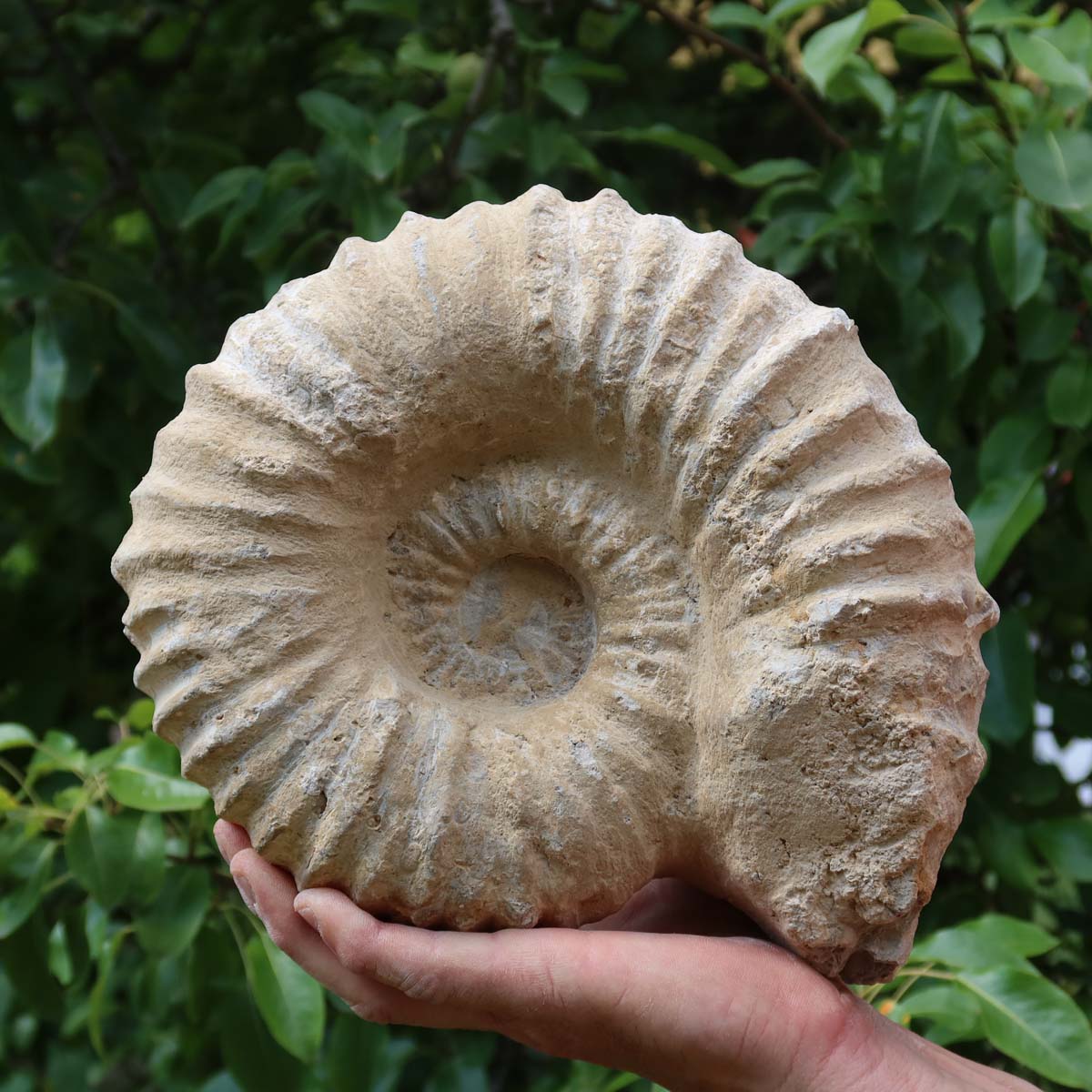 Ammonit - Echtes versteinertes Fossil über 100 Millionen Jahre alt - 25x22x10 cm - für den stilvollen Wohnbereich - NR. 51