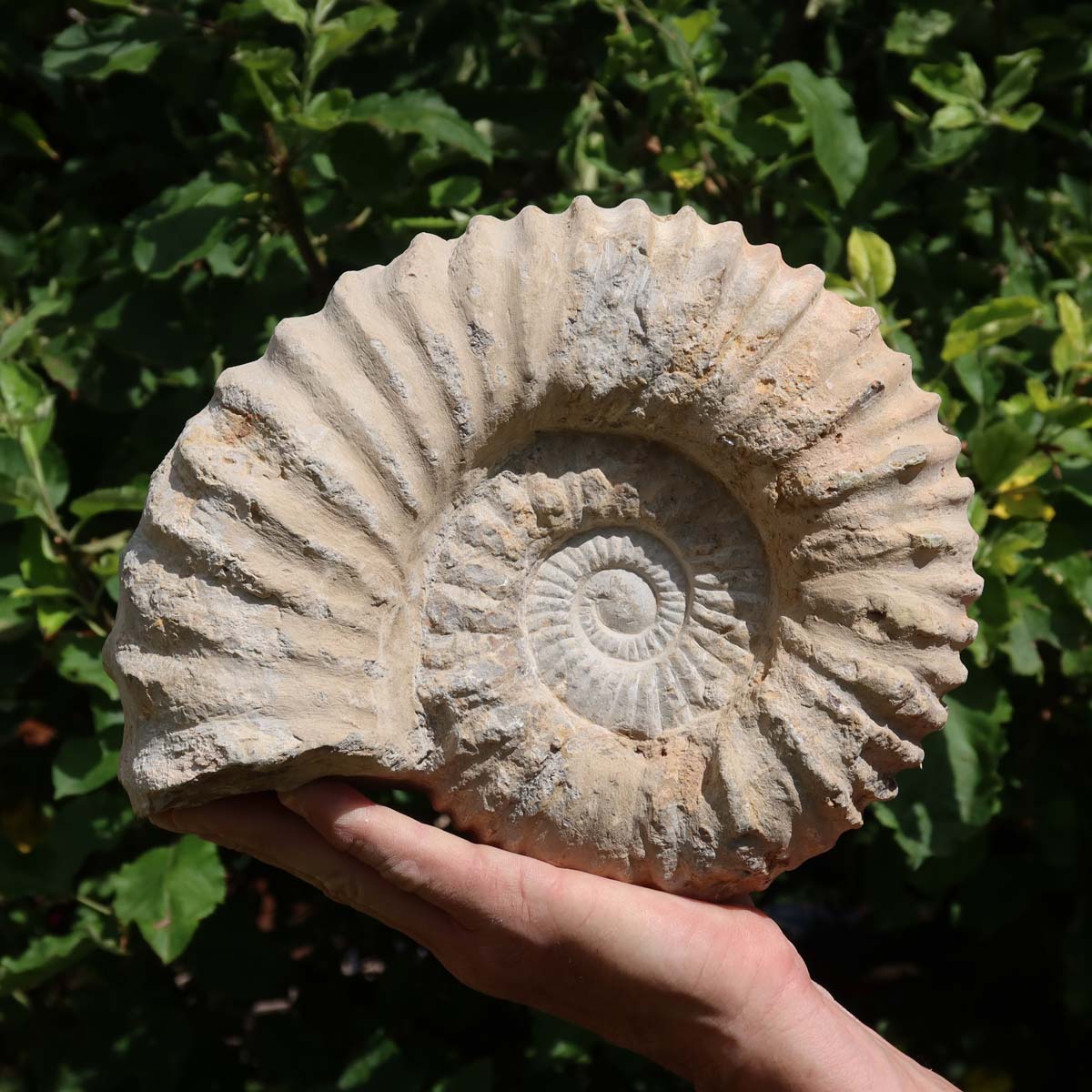 Ammonit - Echtes versteinertes Fossil über 100 Millionen Jahre alt - 25x20x11 cm - für den stilvollen Wohnbereich - NR. 52