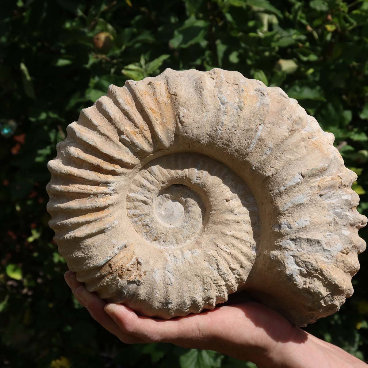 Ammonit - Echtes versteinertes Fossil über 100 Millionen Jahre alt - 26x20x12 cm - für den stilvollen Wohnbereich - NR. 53.