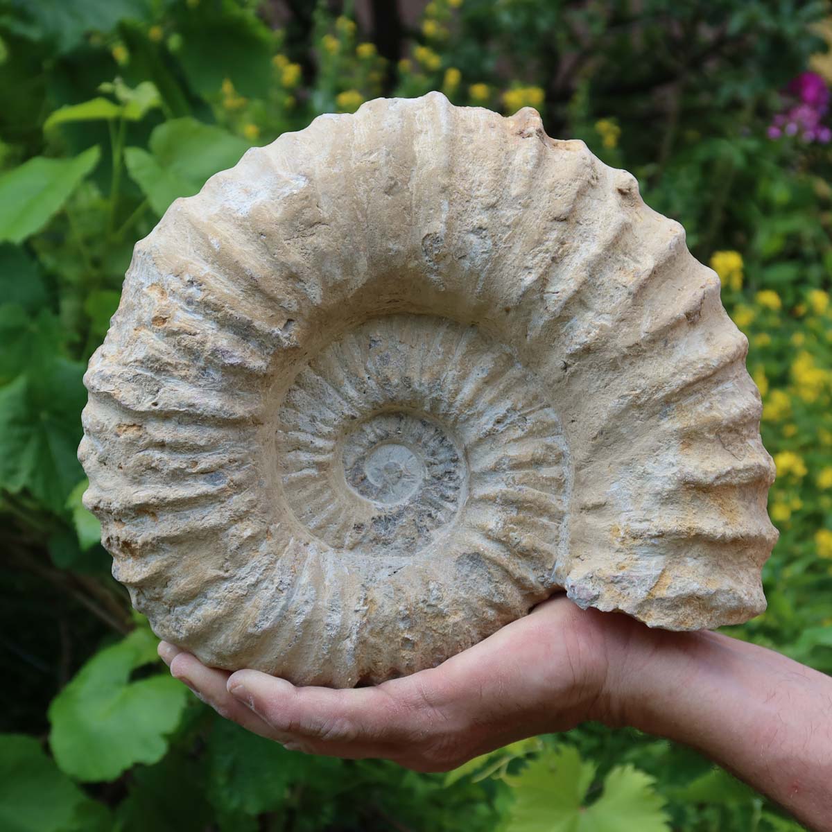 Ammonit - Echtes versteinertes Fossil über 100 Millionen Jahre alt - 25x21x9 cm - für den stilvollen Wohnbereich - NR. 54