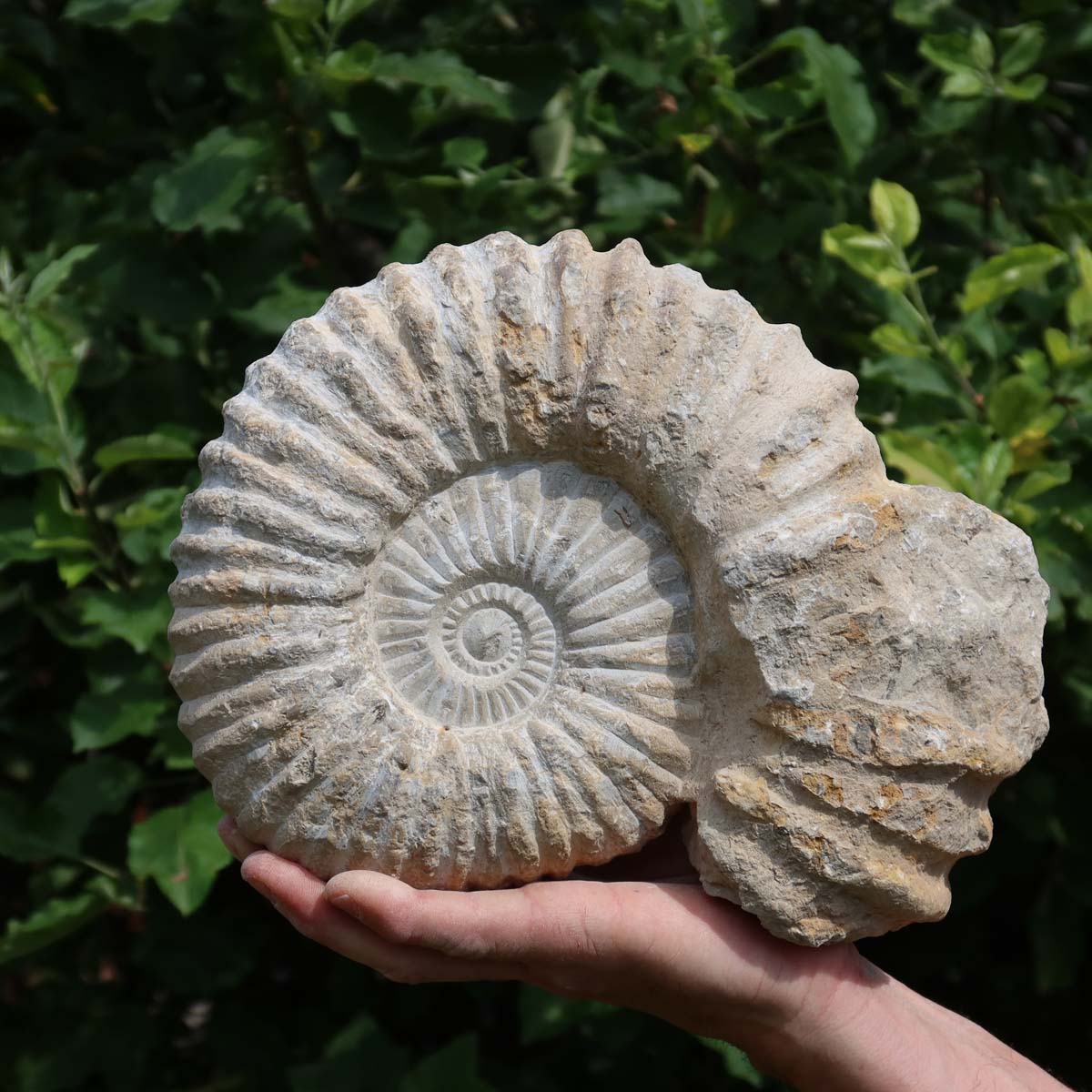 Ammonit - Echtes versteinertes Fossil über 100 Millionen Jahre alt - 26x21x10 cm - für den stilvollen Wohnbereich - NR. 55