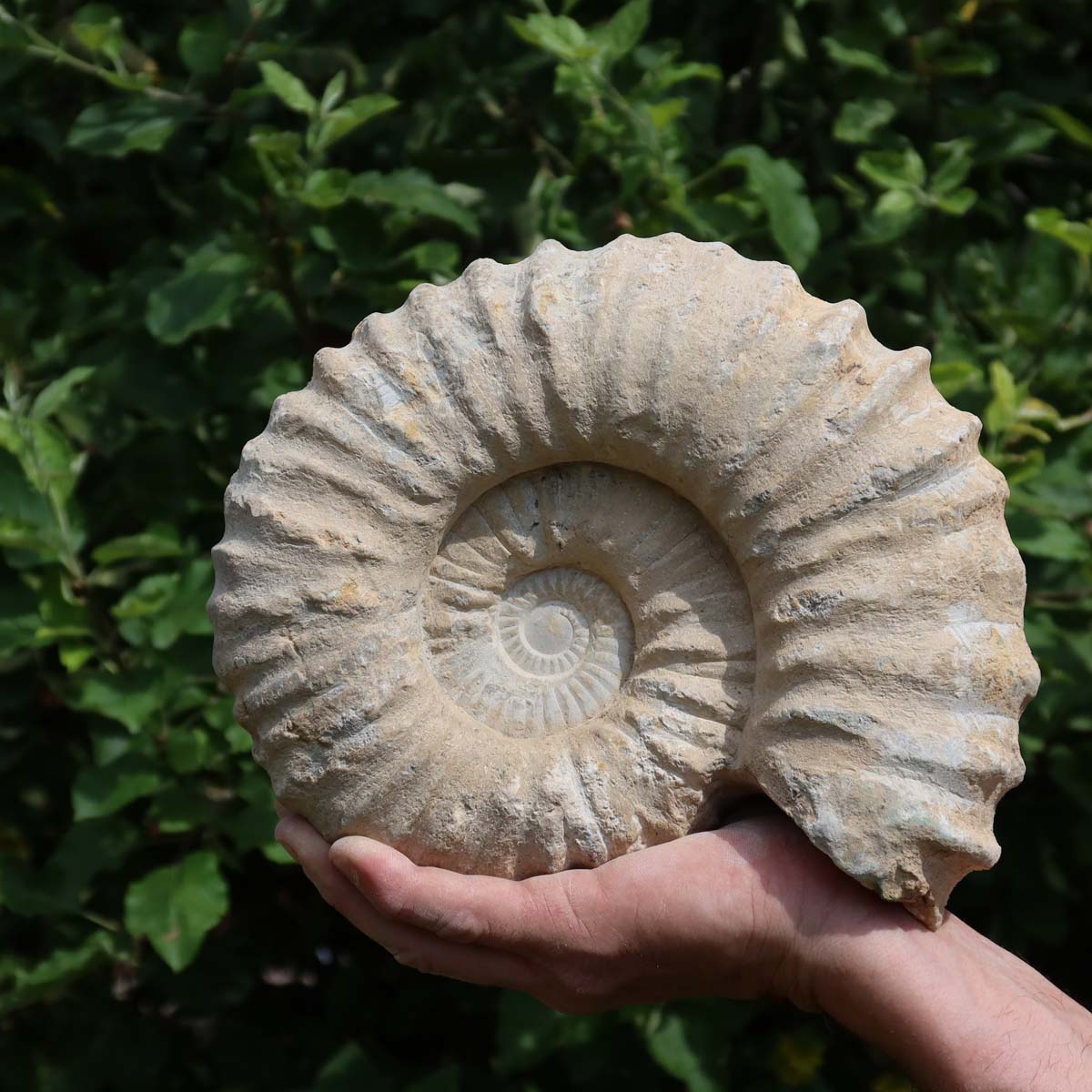 Ammonit - Echtes versteinertes Fossil über 100 Millionen Jahre alt - 25x20x10 cm - für den stilvollen Wohnbereich - NR. 56 in Hand