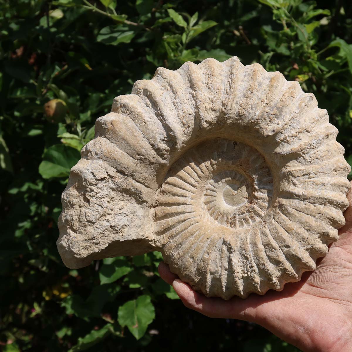 Ammonit - Echtes versteinertes Fossil über 100 Millionen Jahre alt - 24x20x8 cm - stilvoller Wohnbereich - NR. 57, Dekostein in Hand