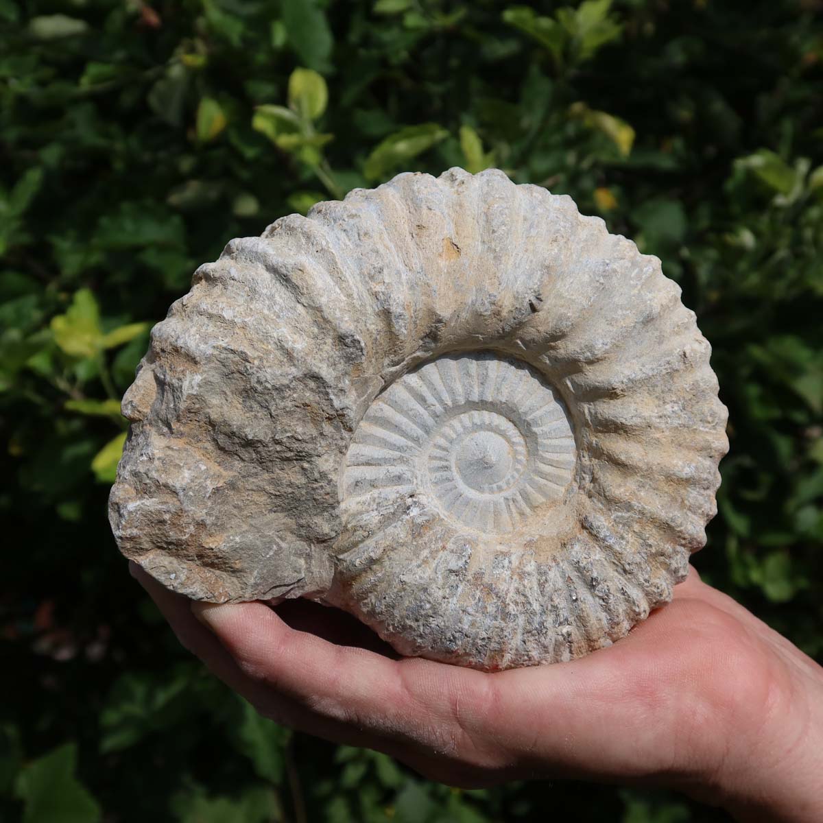 Ammonit - Echtes versteinertes Fossil über 100 Millionen Jahre alt - 15x12x7 cm - für den stilvollen Wohnbereich - NR. 58