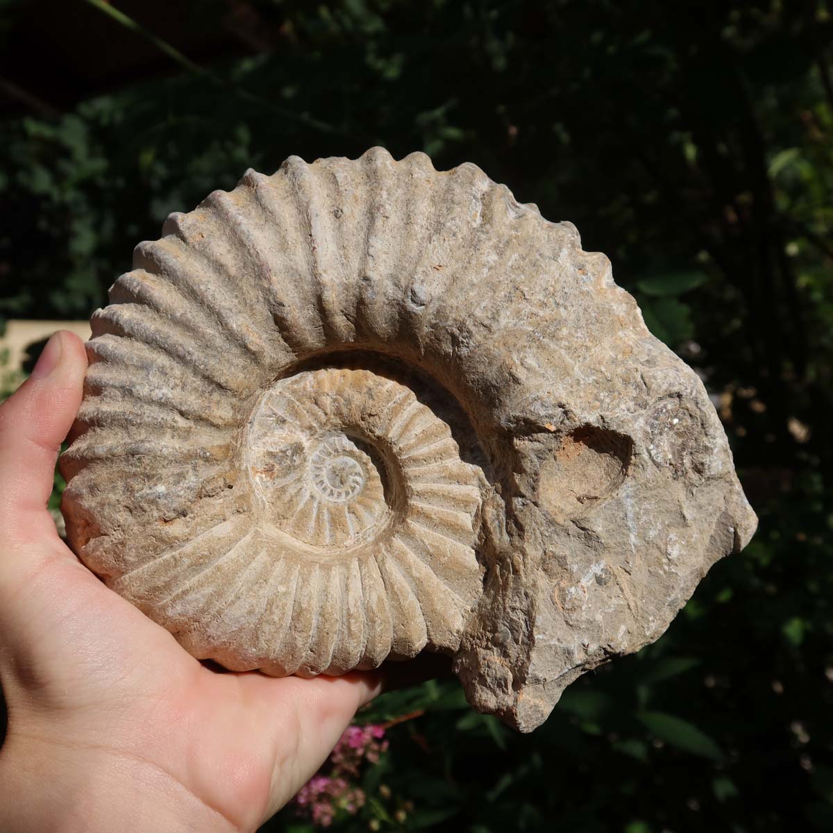 Ammonit - Echtes versteinertes Fossil über 100 Millionen Jahre alt - 16x13x7 cm - für den stilvollen Wohnbereich - NR. 59.