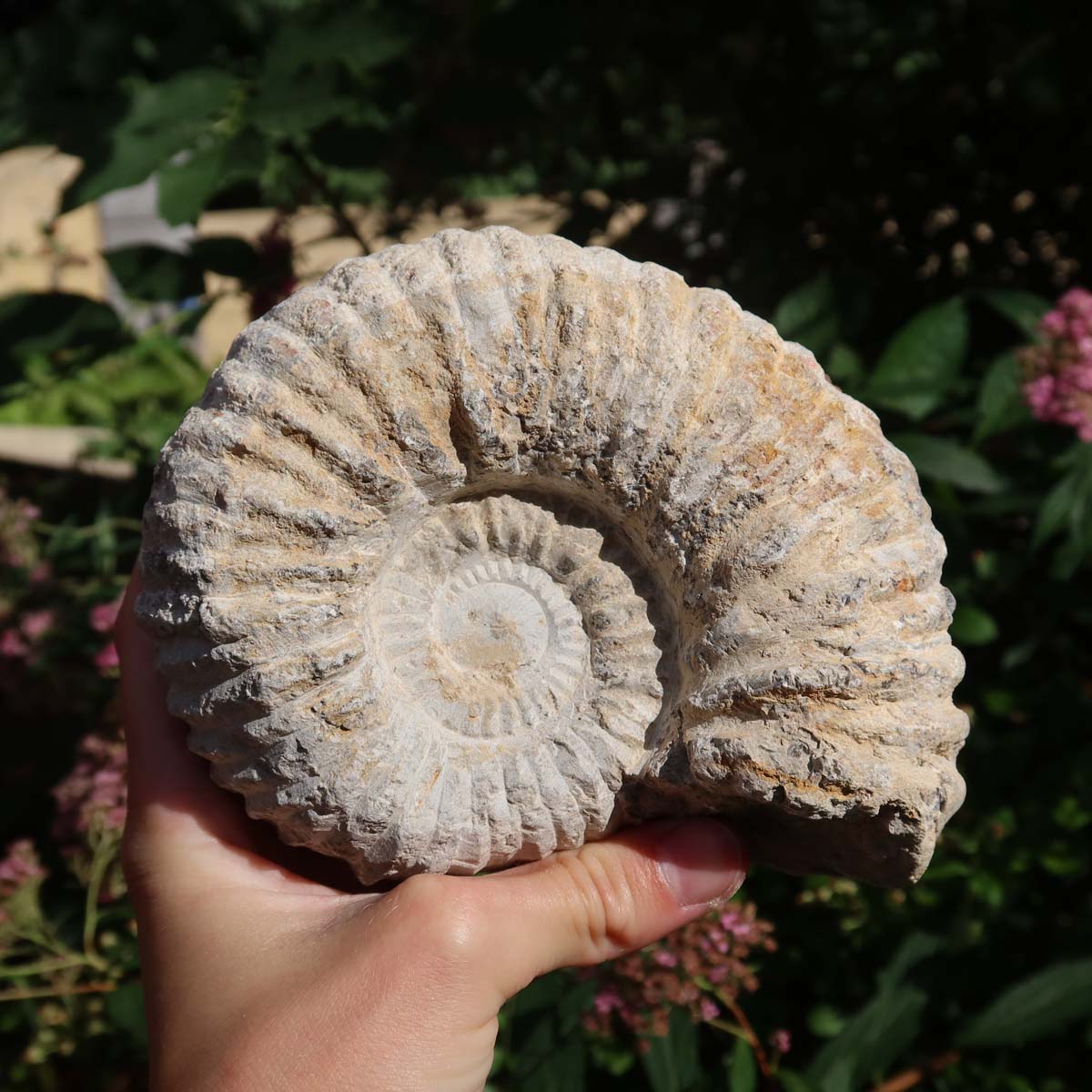 Ammonit - Echtes versteinertes Fossil über 100 Millionen Jahre alt - 13x10x7 cm - für den stilvollen Wohnbereich - NR. 60