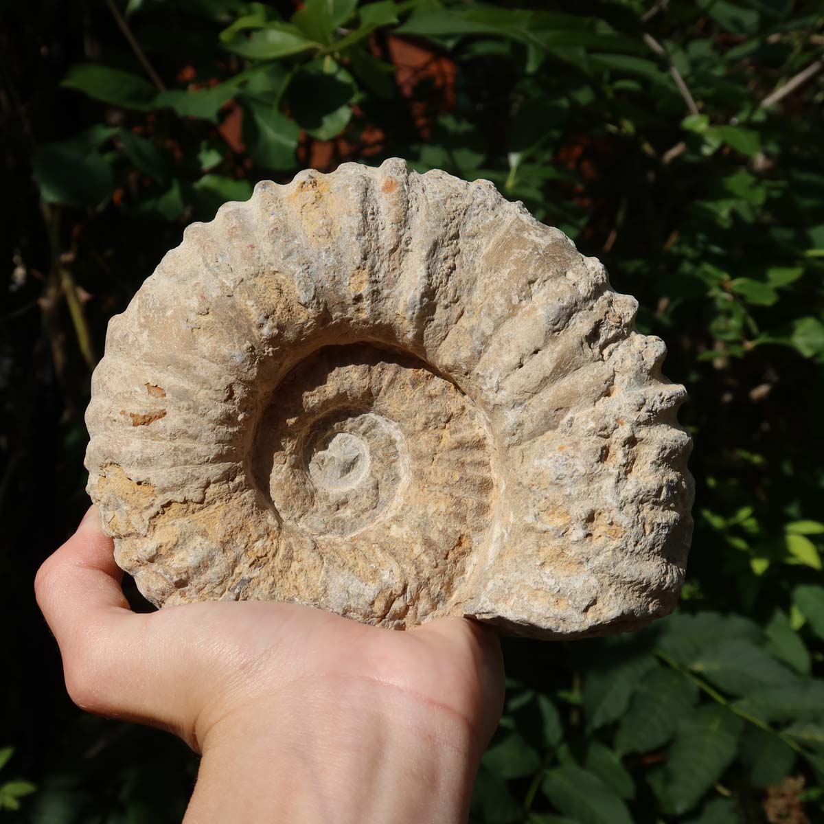 Ammonit - Echtes versteinertes Fossil über 100 Millionen Jahre alt - 14x11x7 cm - für den stilvollen Wohnbereich - NR. 61