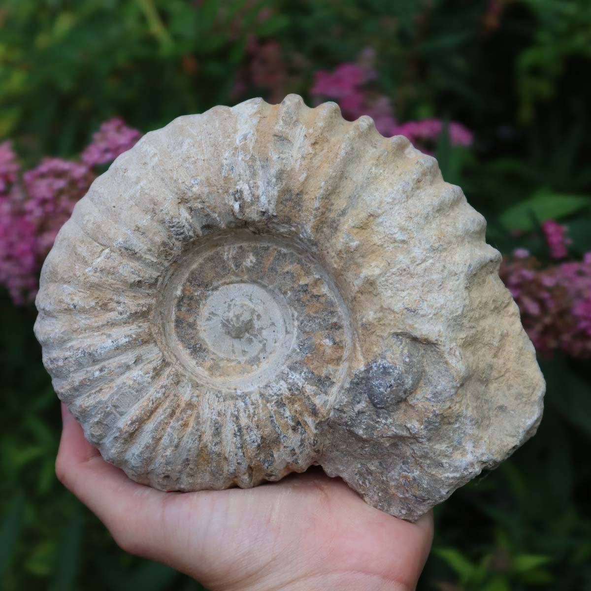 Ammonit - Echtes versteinertes Fossil über 100 Millionen Jahre alt - 15x12x7 cm - für den stilvollen Wohnbereich - NR. 62