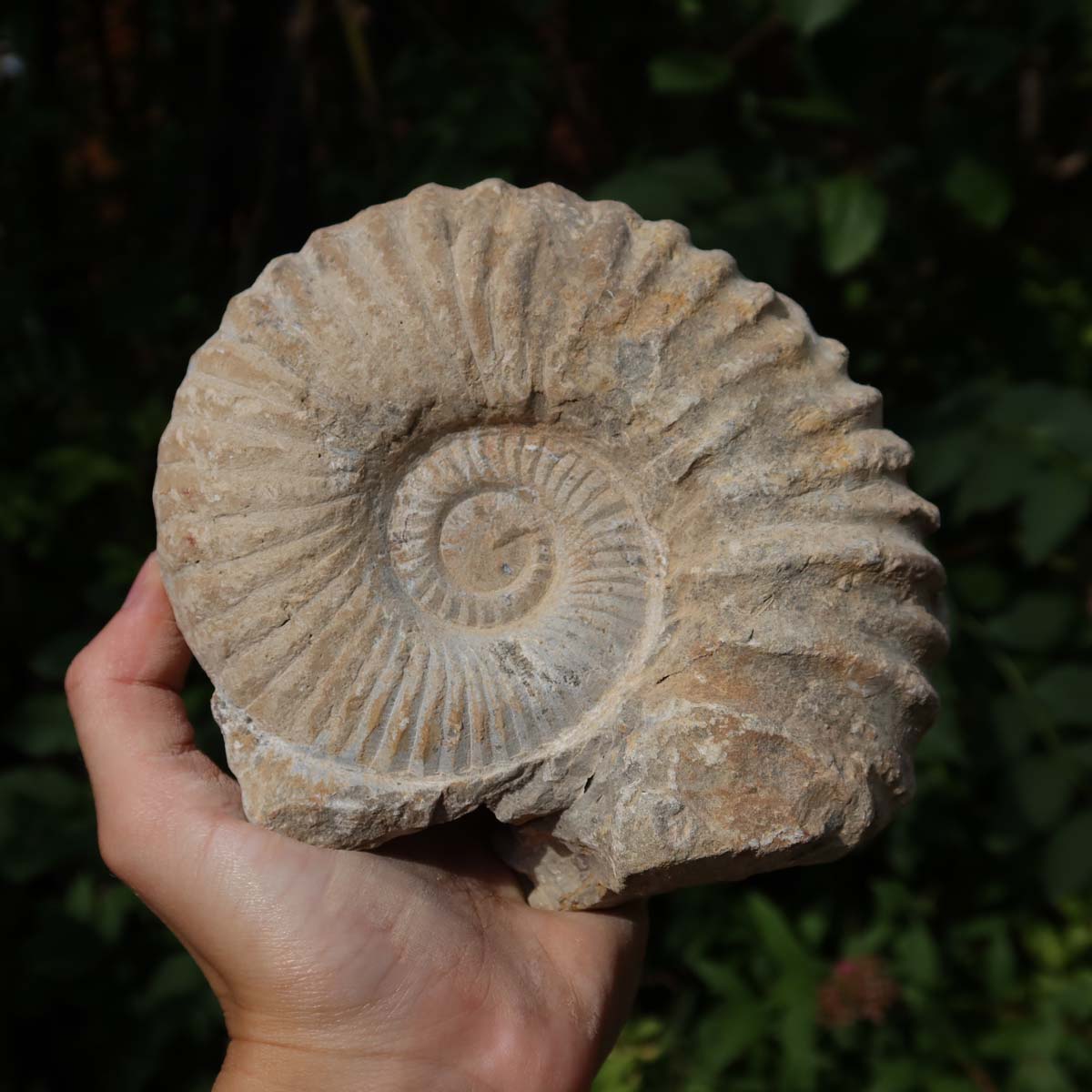 Ammonit - Echtes versteinertes Fossil über 100 Millionen Jahre alt - 14x12x6 cm - für den stilvollen Wohnbereich - NR. 63, gehalten in Hand