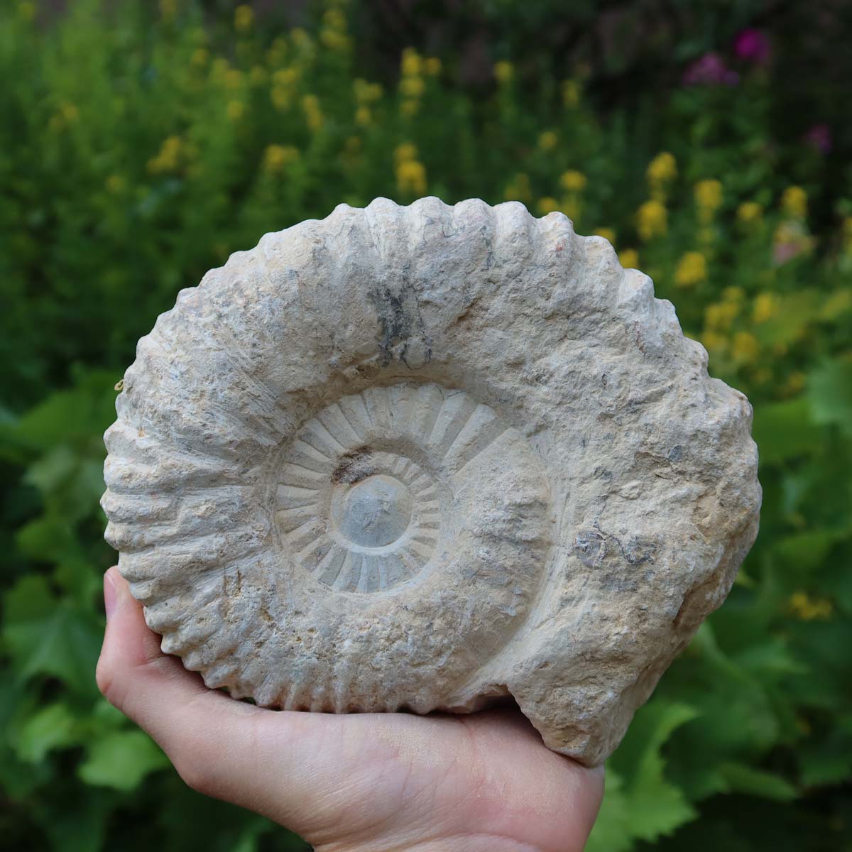 Ammonit - Echtes versteinertes Fossil über 100 Millionen Jahre alt - 14x11x6 cm - für den stilvollen Wohnbereich - NR. 64