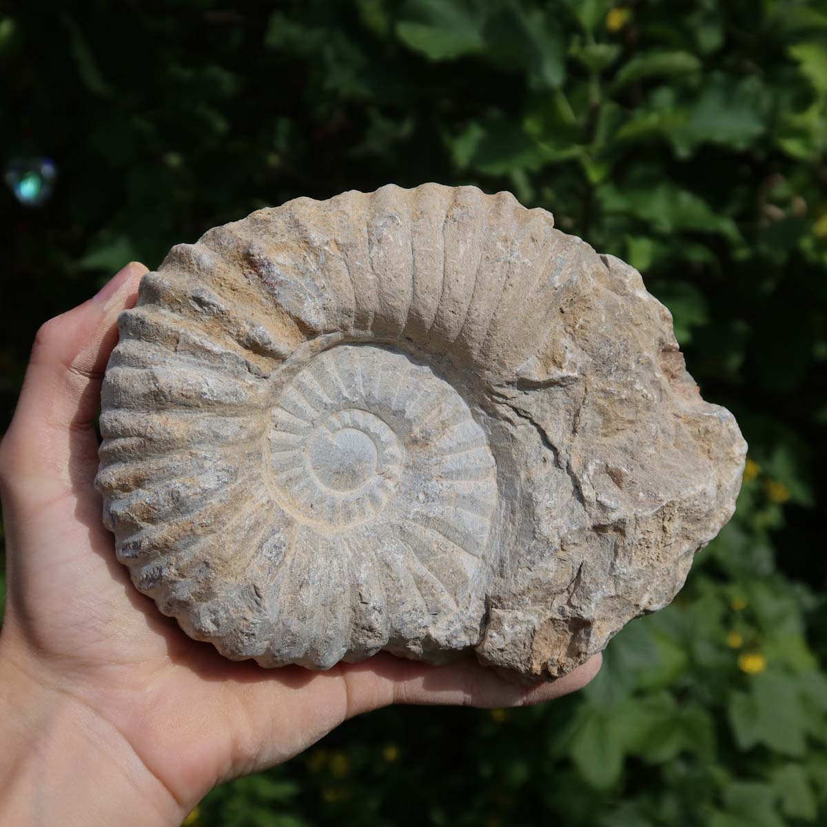 Ammonit - Echtes versteinertes Fossil über 100 Millionen Jahre alt - 14x11x6 cm - für den stilvollen Wohnbereich - NR. 65