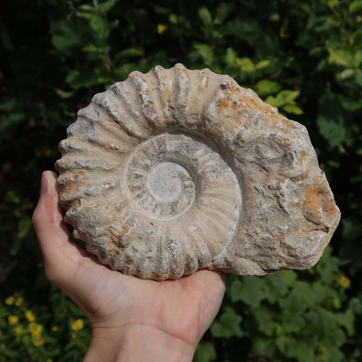 Ammonit - Echtes versteinertes Fossil über 100 Millionen Jahre alt - 15x11x5 cm - für den stilvollen Wohnbereich - NR. 66