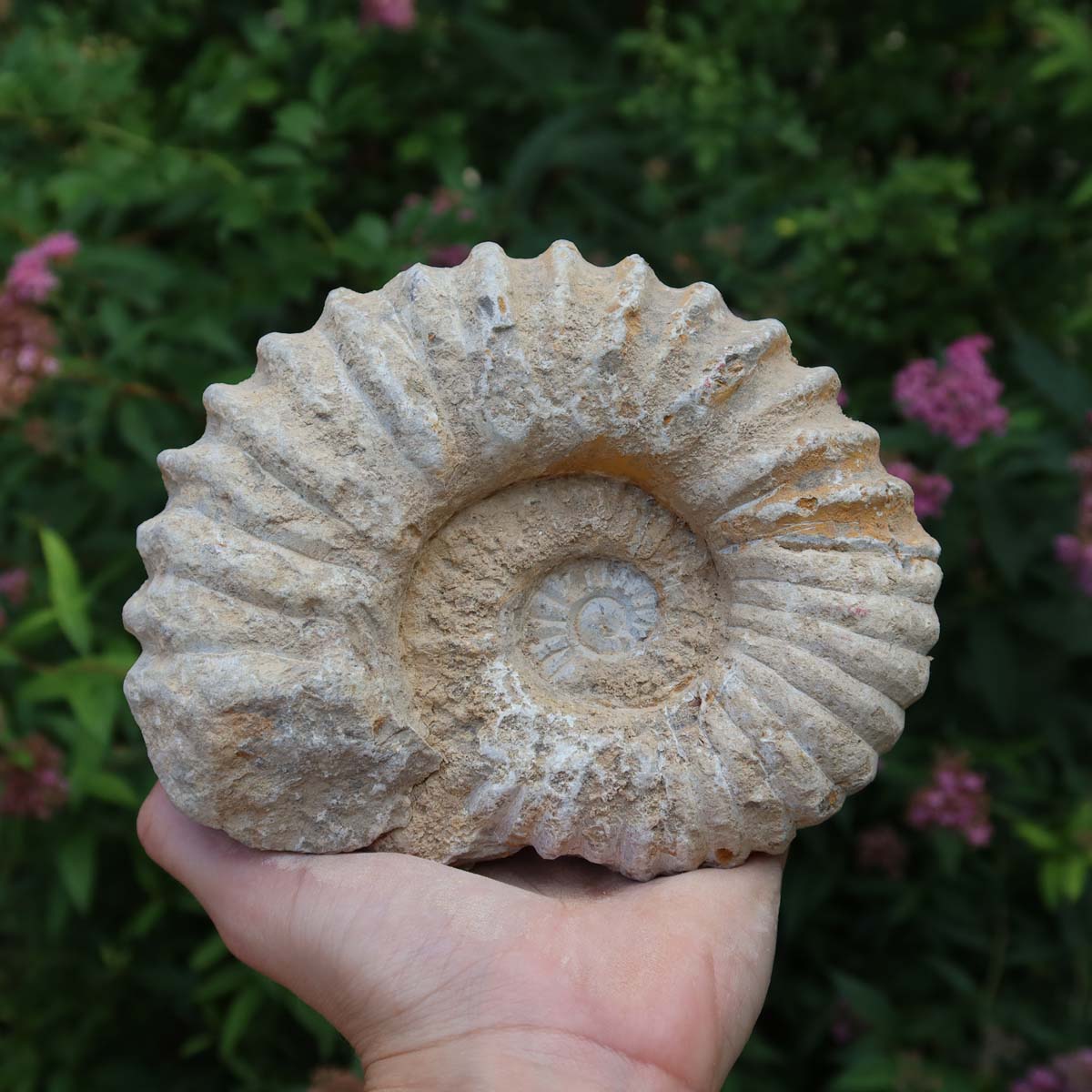 Ammonit - Echtes versteinertes Fossil über 100 Millionen Jahre alt - 14x12x5 cm - für den stilvollen Wohnbereich - NR. 67