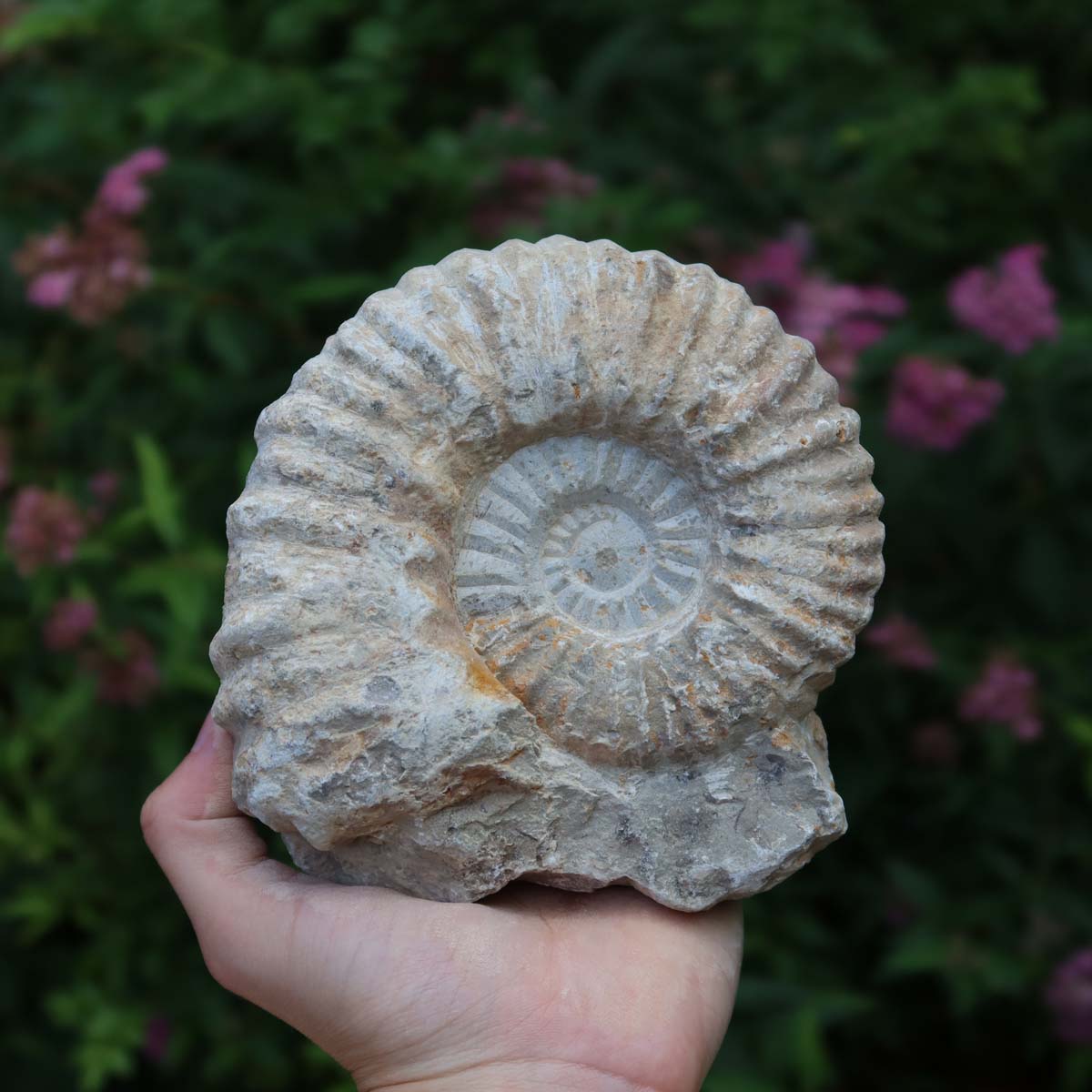 Hand holding Ammonit - Echtes versteinertes Fossil über 100 Millionen Jahre alt - 13x12x5 cm - für den stilvollen Wohnbereich - NR. 68