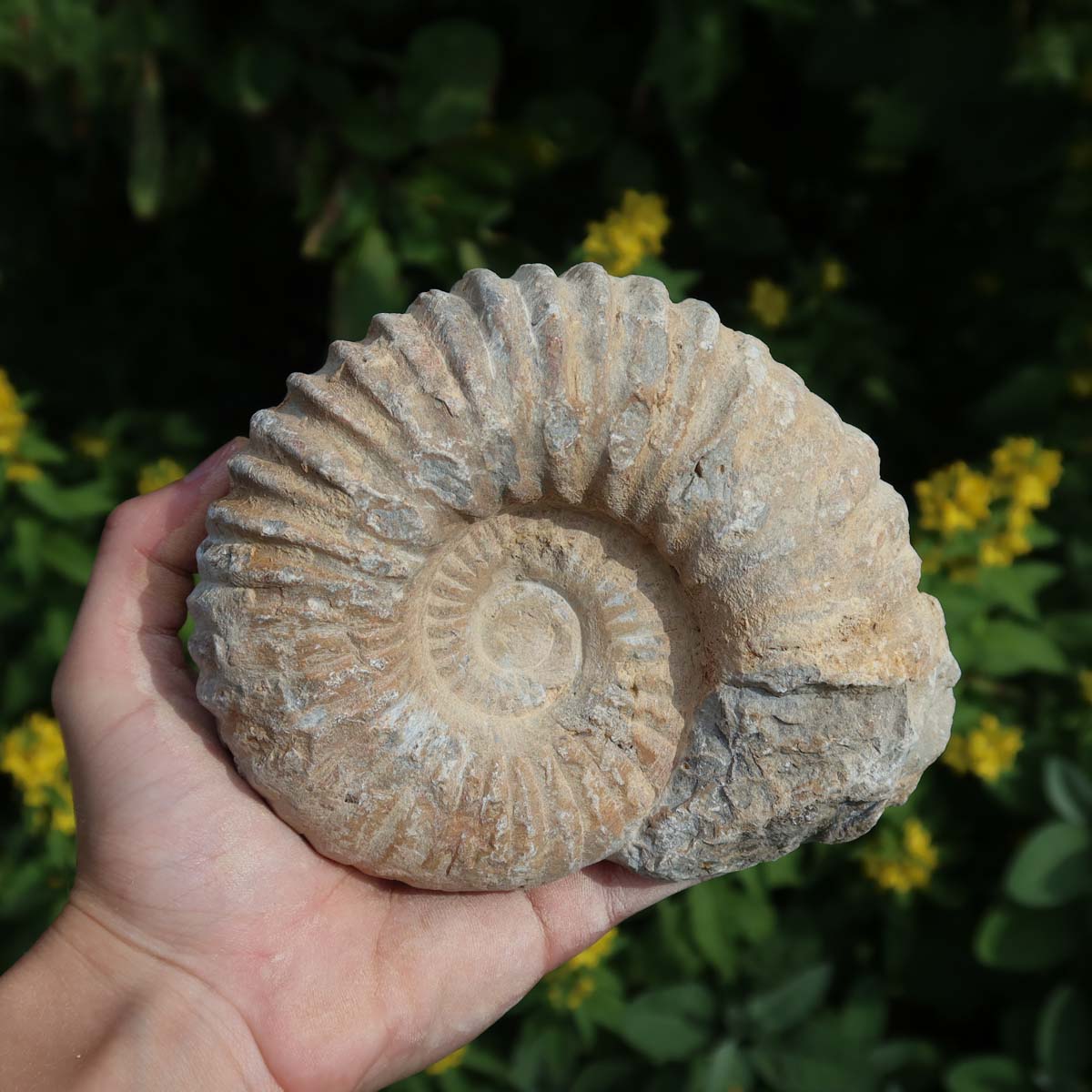 Ammonit - Echtes versteinertes Fossil über 100 Millionen Jahre alt - 13x10x6 cm - für den stilvollen Wohnbereich - NR. 69