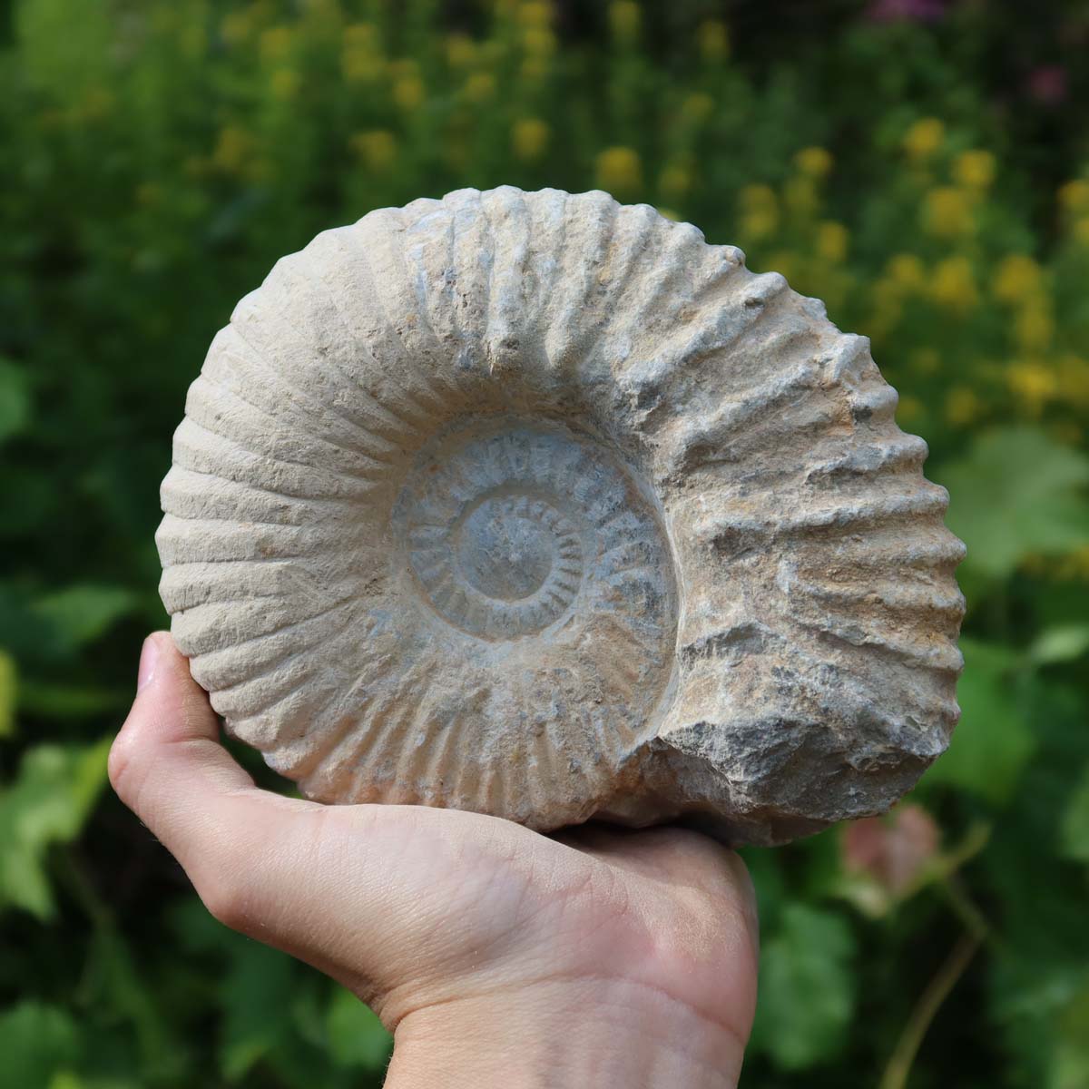 Ammonit - Echtes versteinertes Fossil über 100 Millionen Jahre alt - 14x11x5 cm - für den stilvollen Wohnbereich - NR. 70