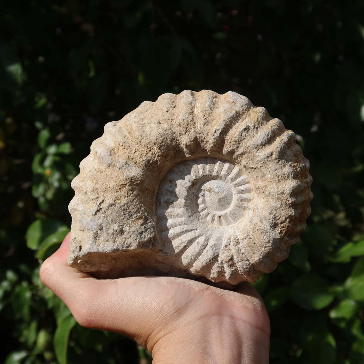 Ammonit - Echtes versteinertes Fossil über 100 Millionen Jahre alt - 12x10x5 cm - für den stilvollen Wohnbereich - NR. 71.