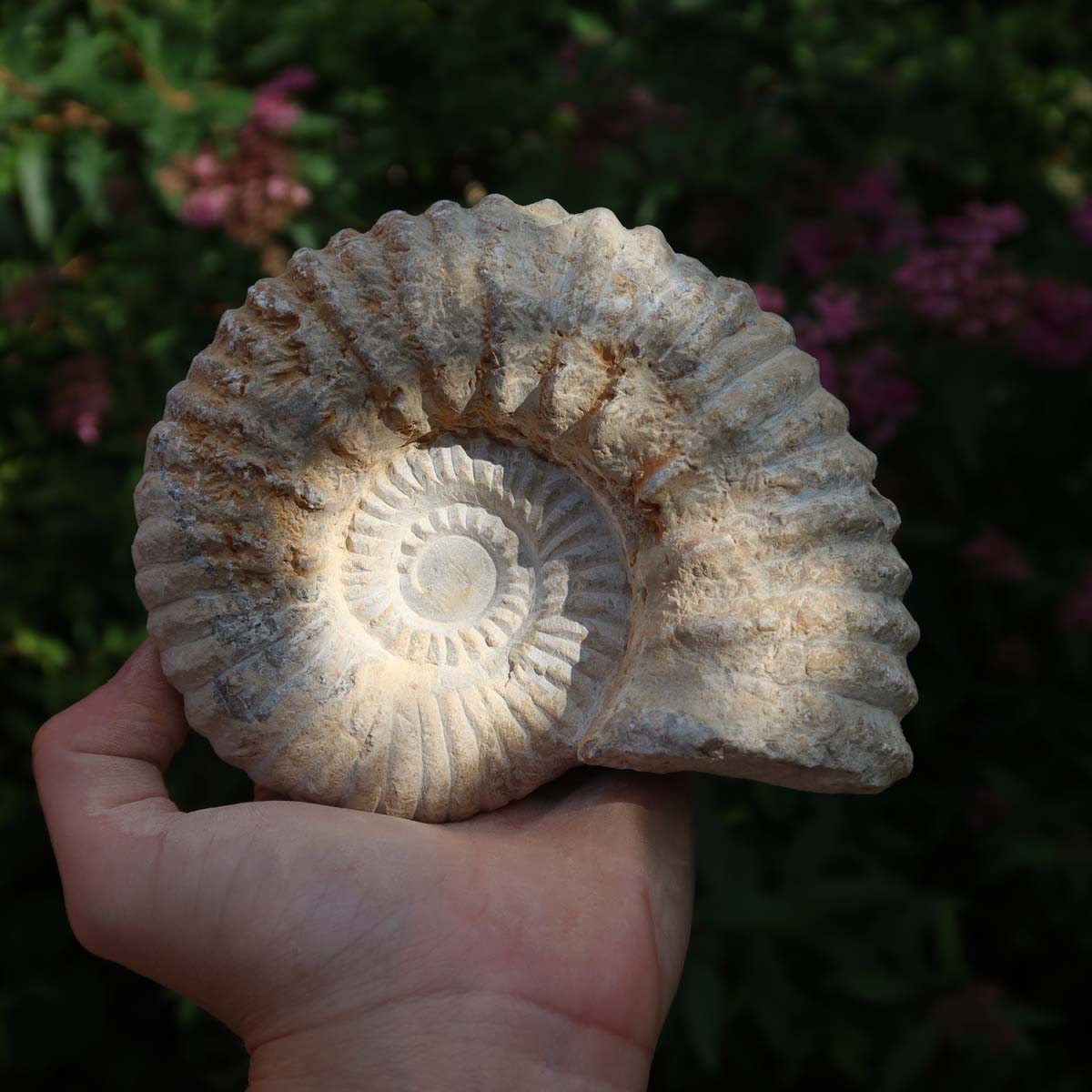 Ammonit - Echtes versteinertes Fossil über 100 Millionen Jahre alt - 13x10x7 cm - für den stilvollen Wohnbereich - NR. 72