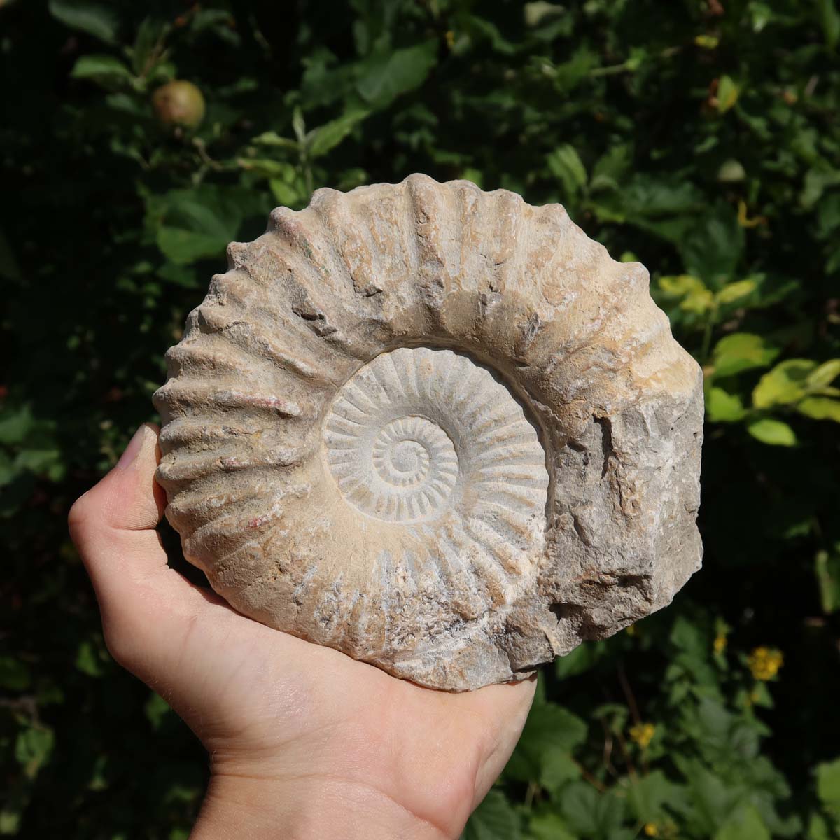 Ammonit - Echtes versteinertes Fossil über 100 Millionen Jahre alt - 14x12x7 cm - für den stilvollen Wohnbereich - NR. 73