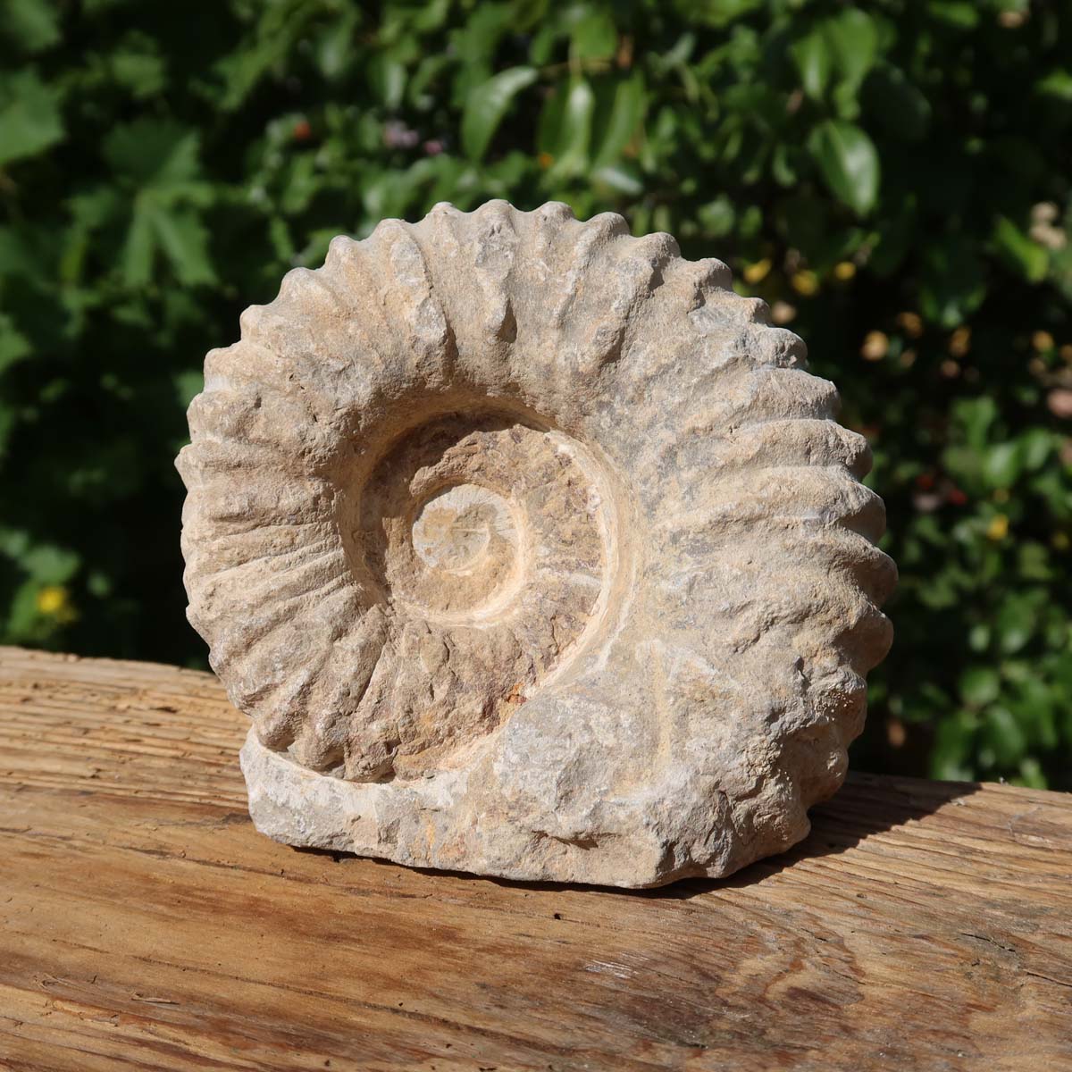 Ammonit - Echtes versteinertes Fossil über 100 Millionen Jahre alt - 11x10x7 cm - für den stilvollen Wohnbereich - NR. 74