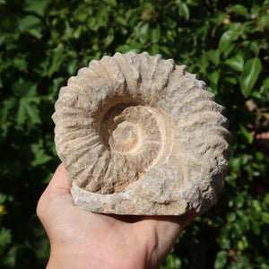 Ammonit - Echtes versteinertes Fossil über 100 Millionen Jahre alt - 11x10x7 cm - für den stilvollen Wohnbereich - NR. 74, aus Marokko