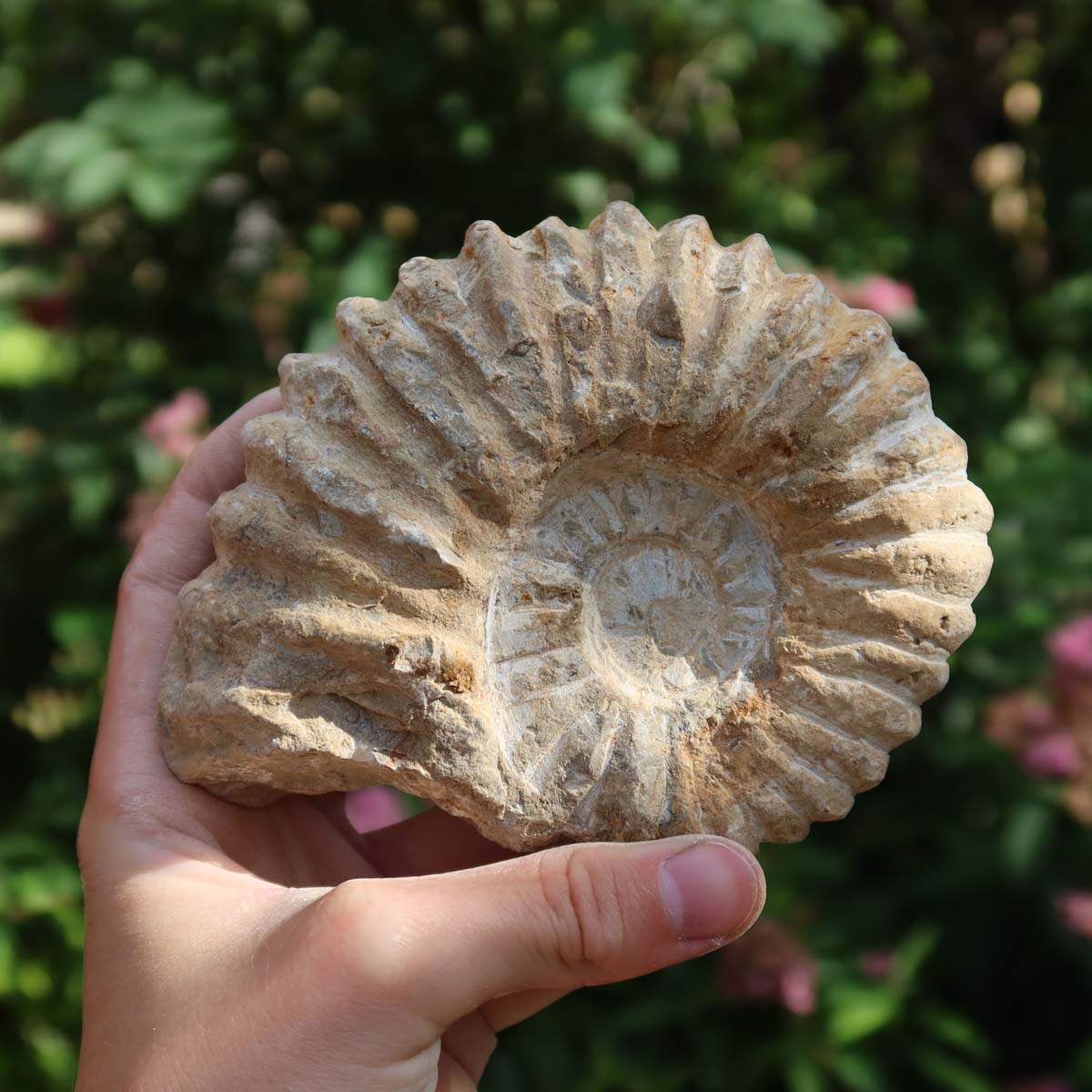 Ammonit - Echtes versteinertes Fossil über 100 Millionen Jahre alt - 12x10x5 cm - für den stilvollen Wohnbereich - NR. 75