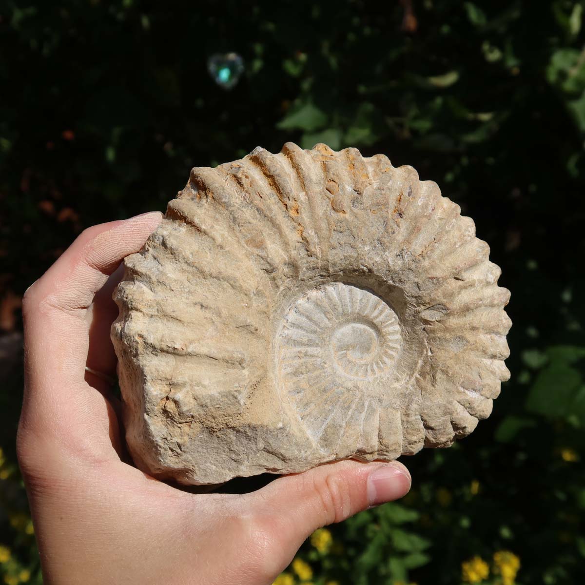 Ammonit - Echtes versteinertes Fossil über 100 Millionen Jahre alt - 11x9x5 cm - für den stilvollen Wohnbereich - NR. 77