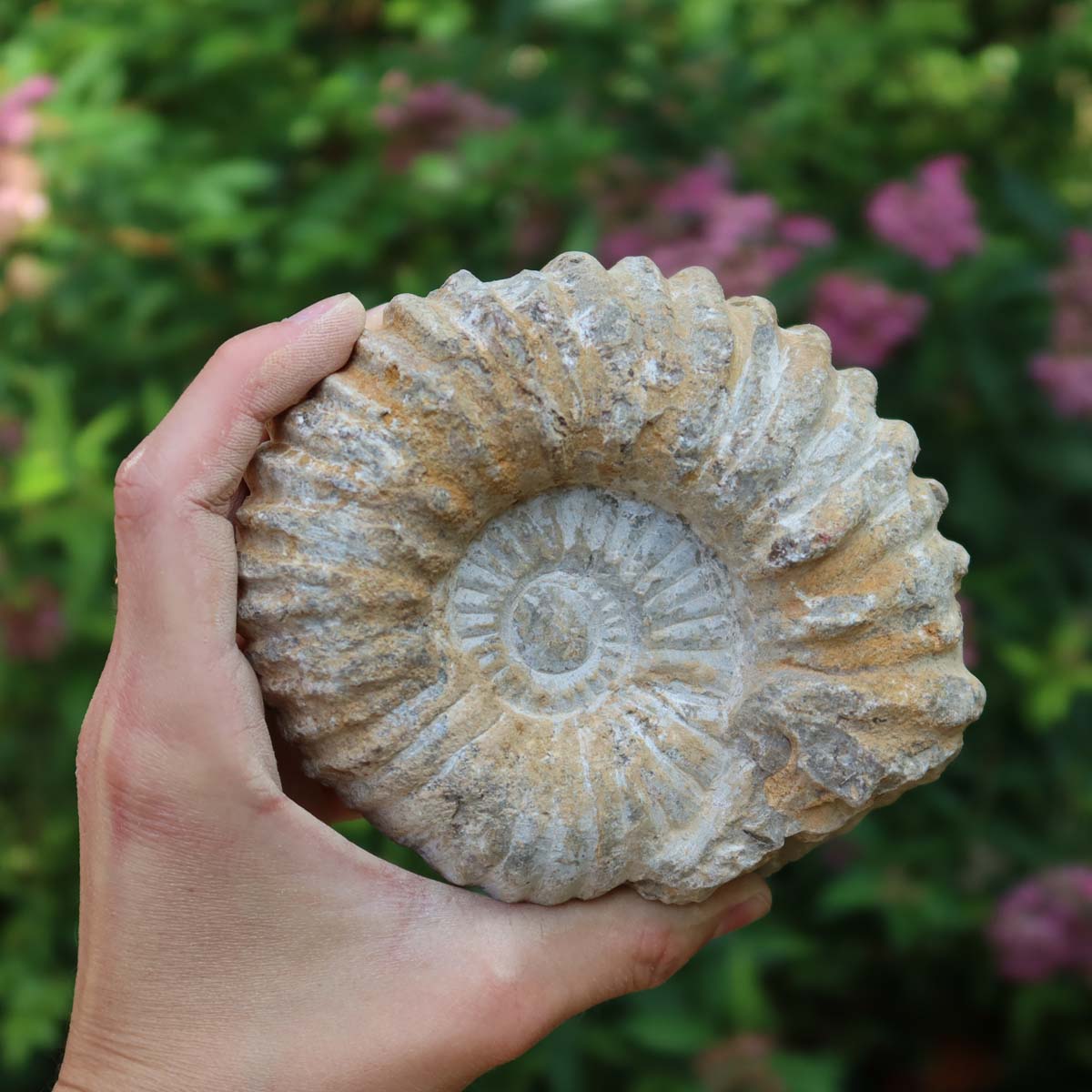 Ammonit - Echtes versteinertes Fossil über 100 Millionen Jahre alt - 12x9x7 cm - für den stilvollen Wohnbereich - NR. 78 in Hand gehalten