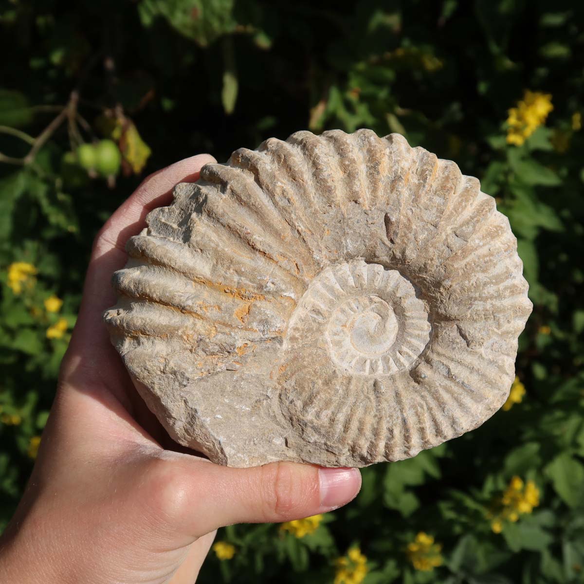 Ammonit - Echtes versteinertes Fossil über 100 Millionen Jahre alt - 11x9x4 cm - für den stilvollen Wohnbereich - NR. 79