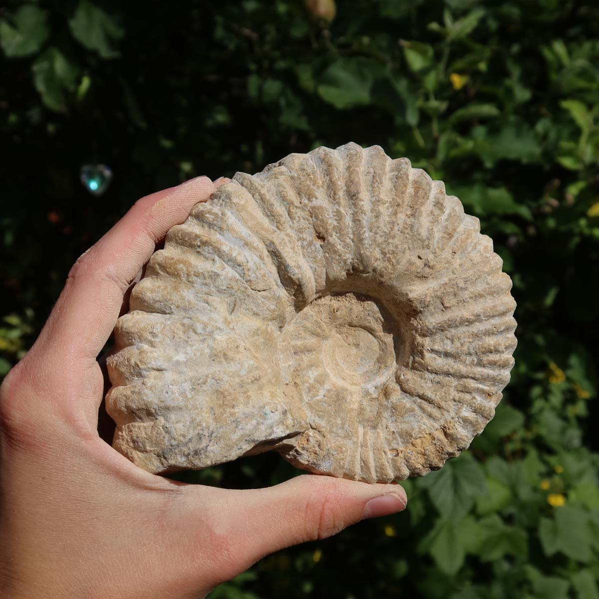 Ammonit - Echtes versteinertes Fossil über 100 Millionen Jahre alt - 12x10x5 cm - für den stilvollen Wohnbereich - NR. 80