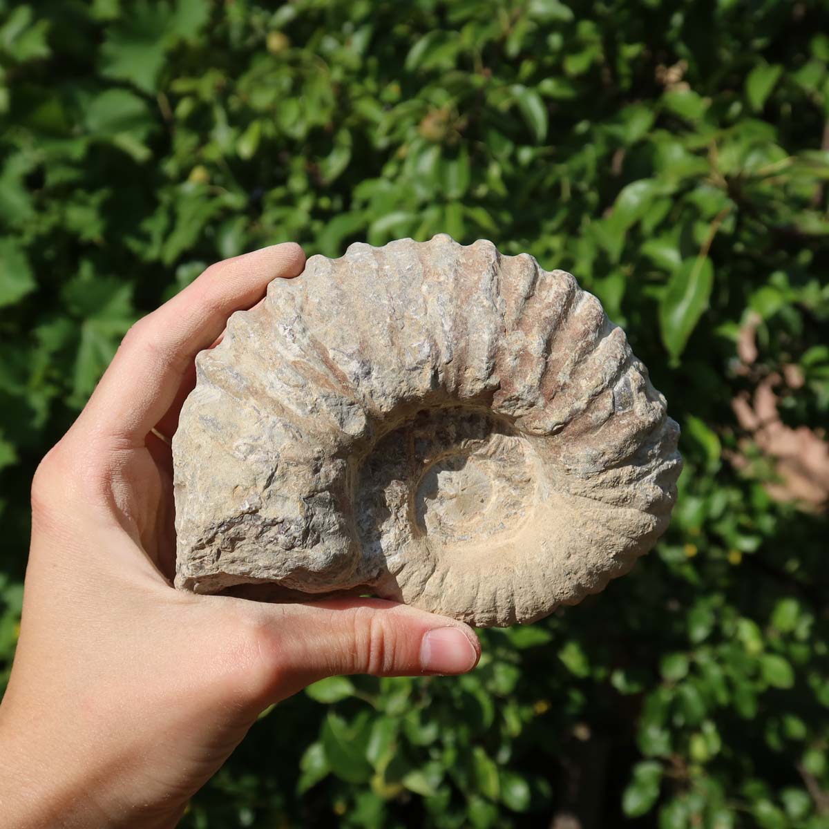 Ammonit - Echtes versteinertes Fossil über 100 Millionen Jahre alt - 12x9x6 cm - für den stilvollen Wohnbereich - NR. 81
