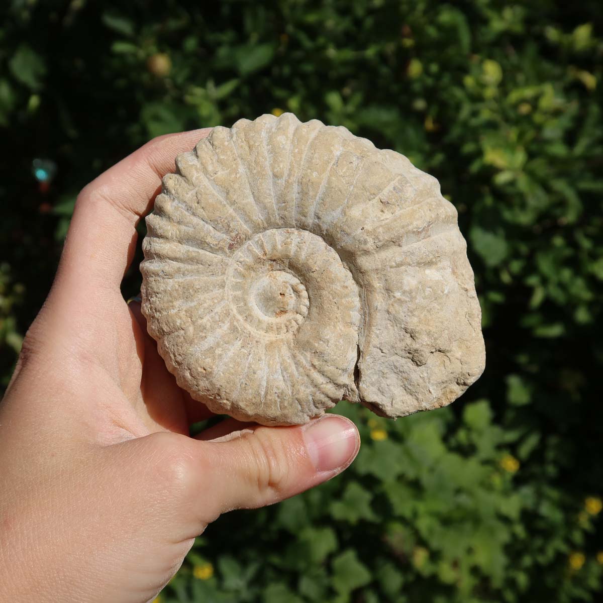 Ammonit - Echtes versteinertes Fossil über 100 Millionen Jahre alt - 9x8x4 cm - für den stilvollen Wohnbereich - NR. 82 in Hand