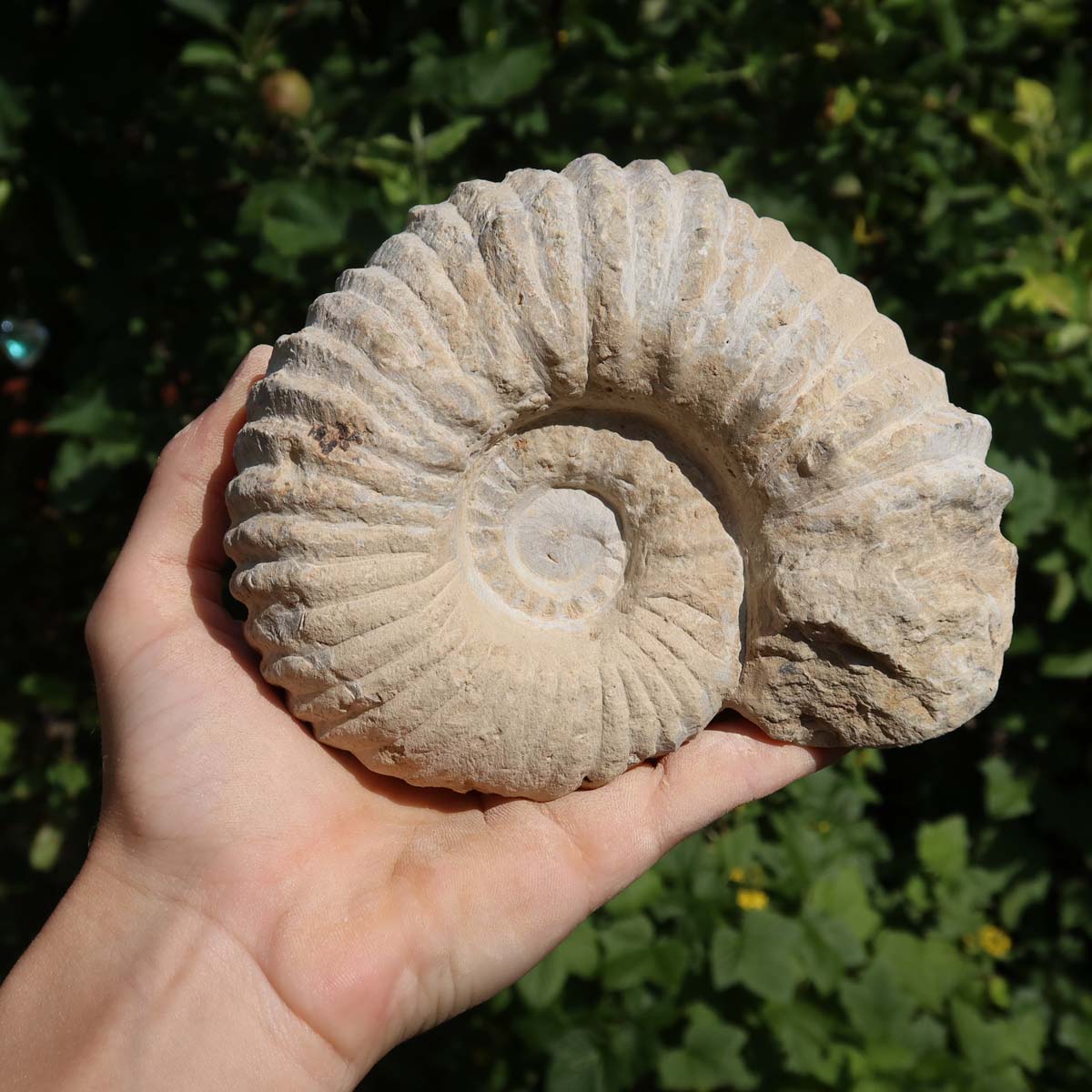 Ammonit - Echtes versteinertes Fossil über 100 Millionen Jahre alt - 14x11x6 cm - für den stilvollen Wohnbereich - NR. 83 in Hand