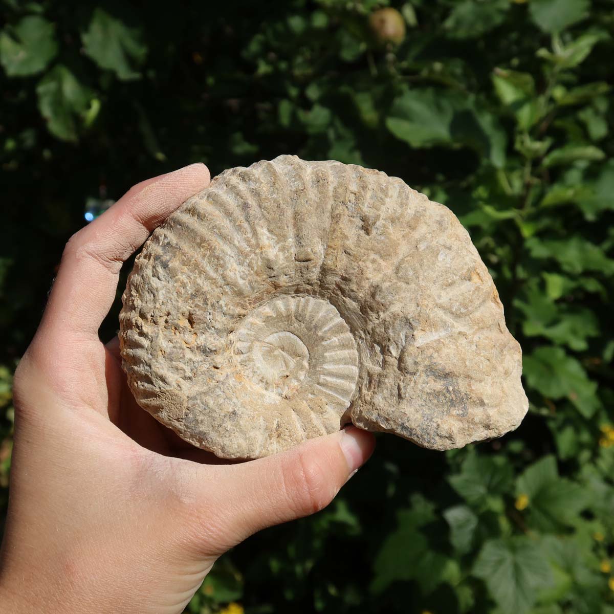 Ammonit - Echtes versteinertes Fossil über 100 Millionen Jahre alt - 12x9x4 cm - für den stilvollen Wohnbereich - NR. 84