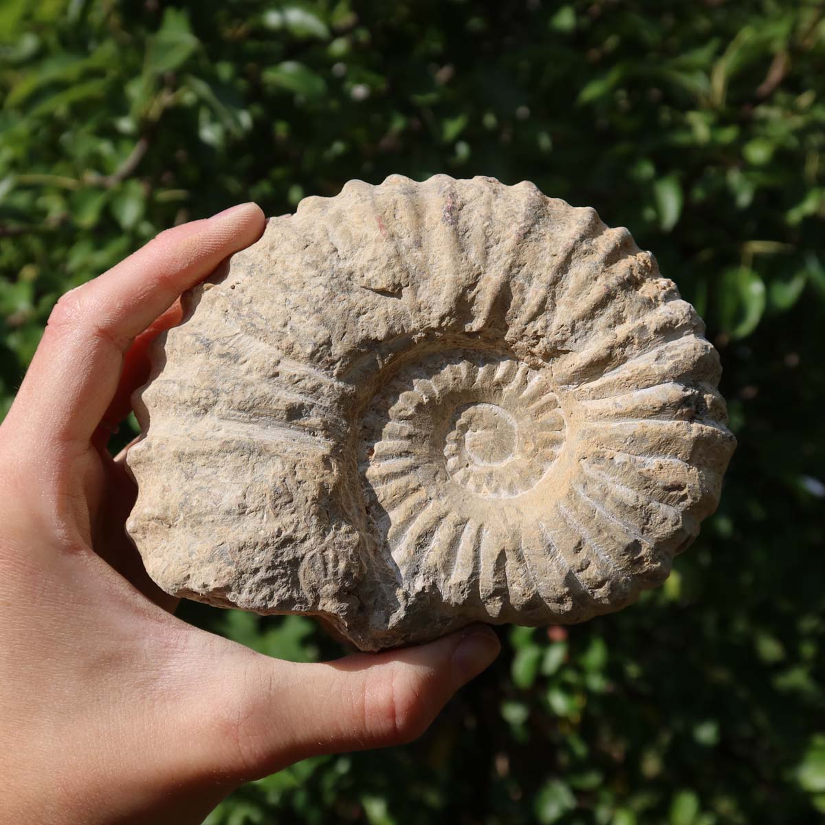 Ammonit - Echtes versteinertes Fossil über 100 Millionen Jahre alt - 12x9x5 cm - für den stilvollen Wohnbereich - NR. 85