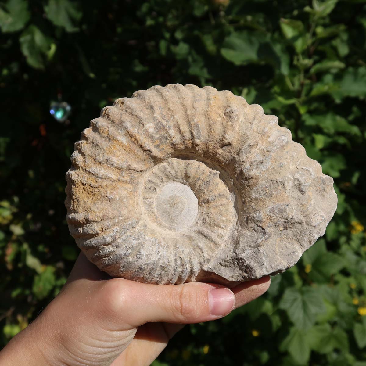 Ammonit - Echtes versteinertes Fossil über 100 Millionen Jahre alt - 12x9x6 cm - für den stilvollen Wohnbereich - NR. 86