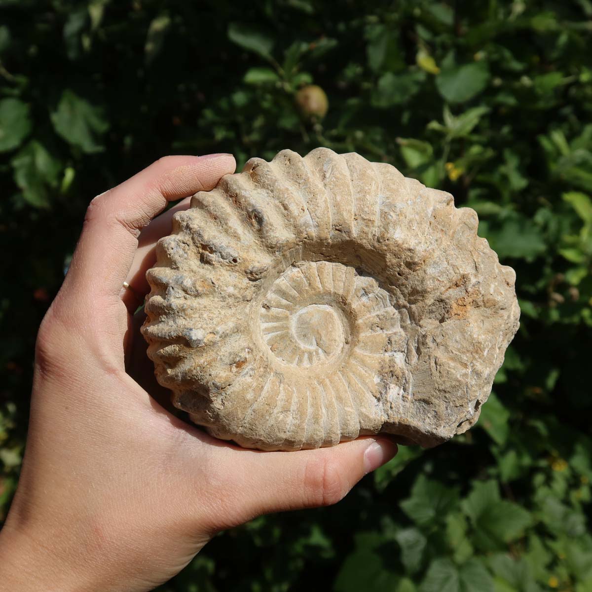 Ammonit - Echtes versteinertes Fossil über 100 Millionen Jahre alt - 11x9x5 cm - für den stilvollen Wohnbereich - NR. 87.