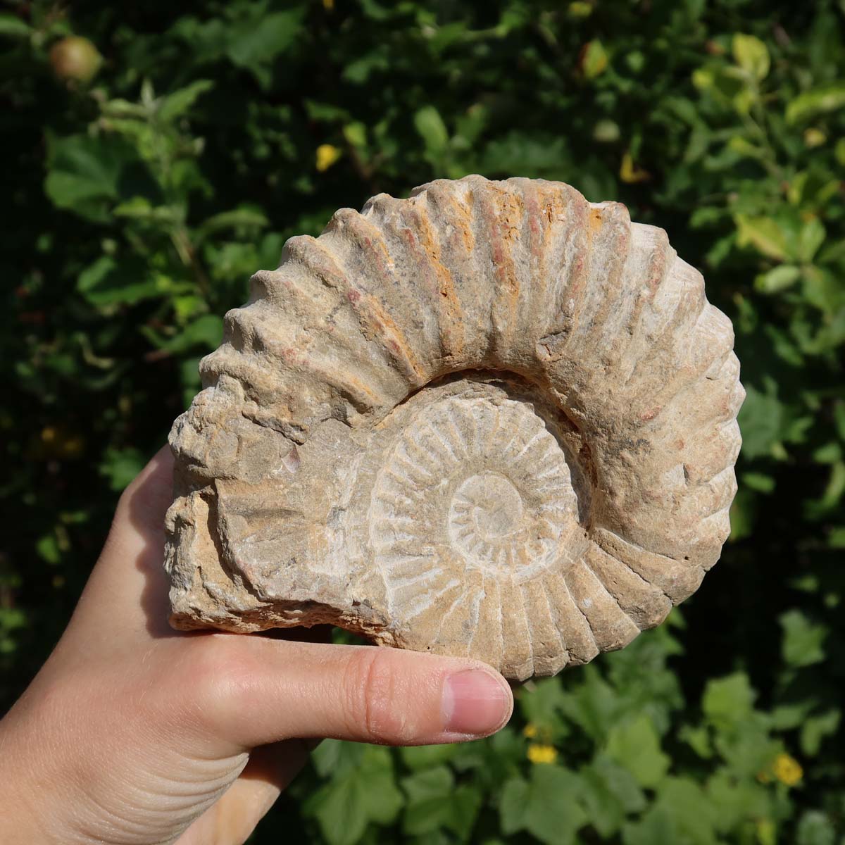 Ammonit - Echtes versteinertes Fossil über 100 Millionen Jahre alt - 12x10x5 cm - für den stilvollen Wohnbereich - NR. 88