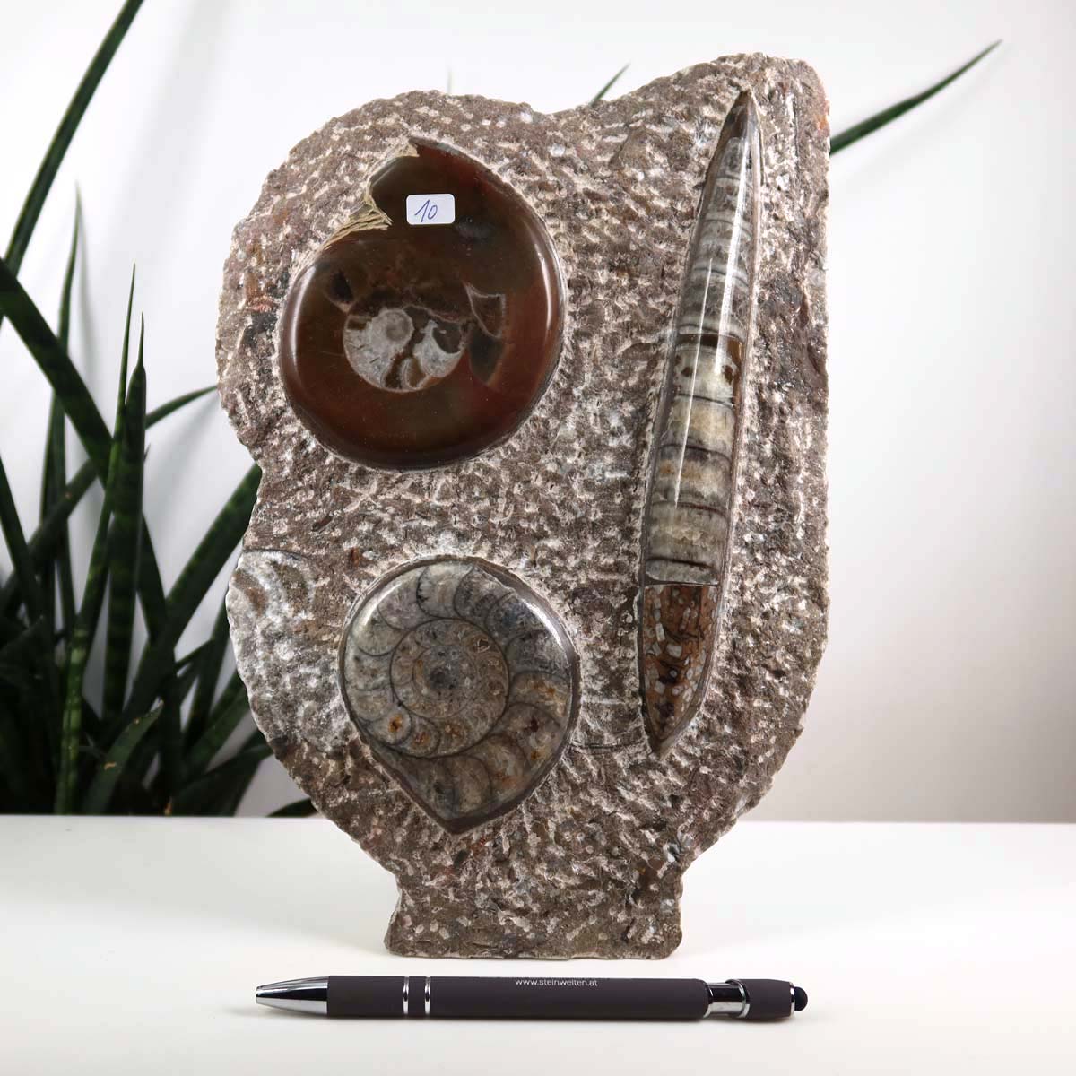 Ammonit - Versteinertes echtes Fossil mit Natursteinsockel, handgeschliffen und poliert Unikat-Nr. 10 vor Pflanzen