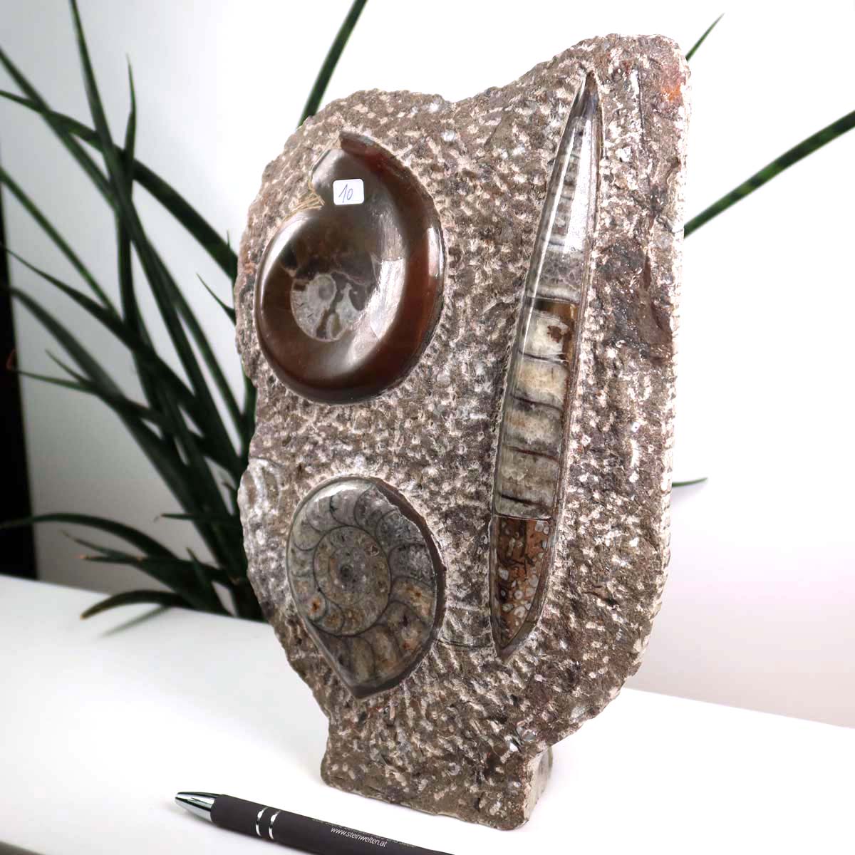 Ammonit - Versteinertes echtes Fossil mit Natursteinsockel, handgeschliffen und poliert Unikat-Nr. 10 vor Pflanzen