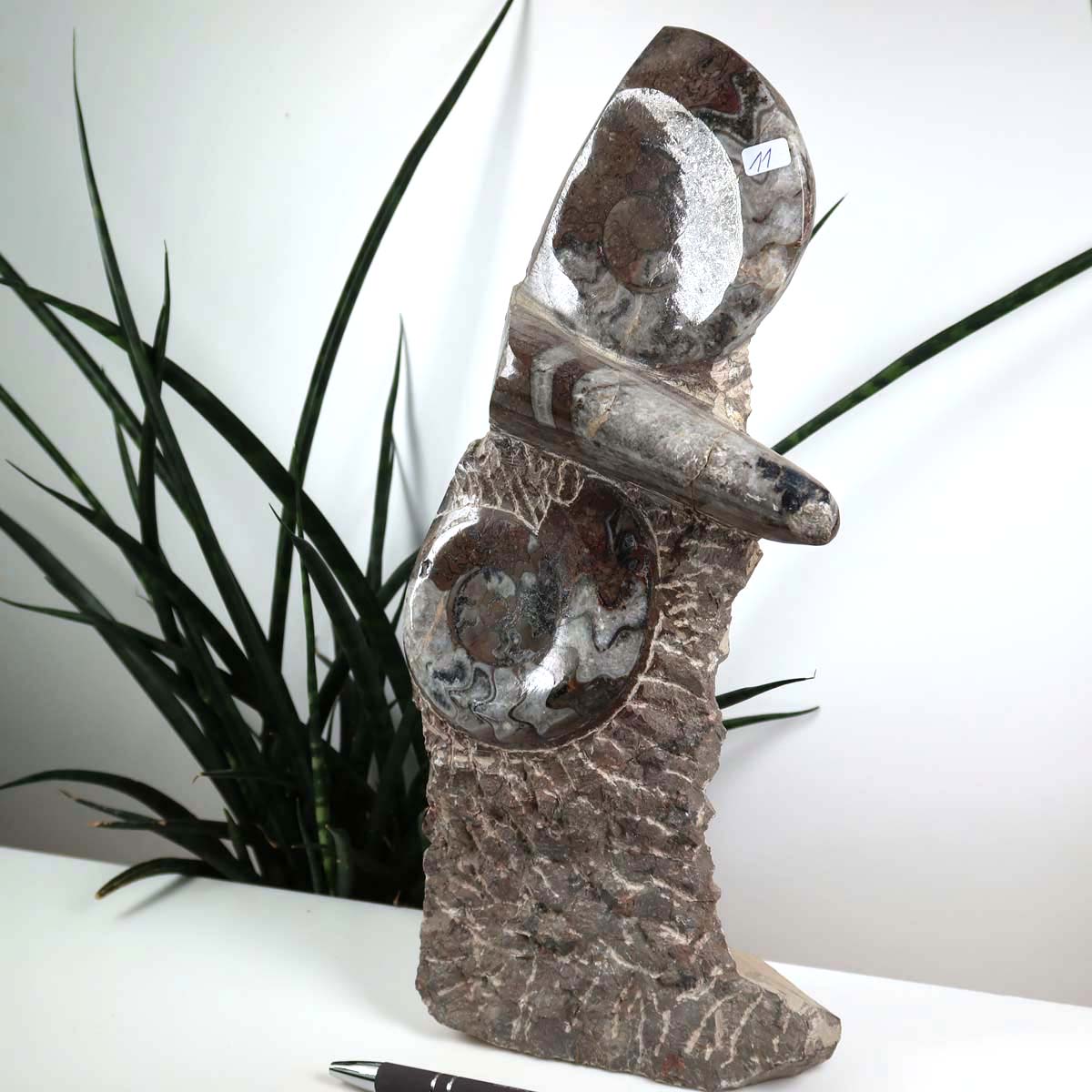 Ammonit - Versteinertes echtes Fossil mit Natursteinsockel, handgeschliffen und poliert Unikat-Nr. 11, fossiles Dekor aus Marokko