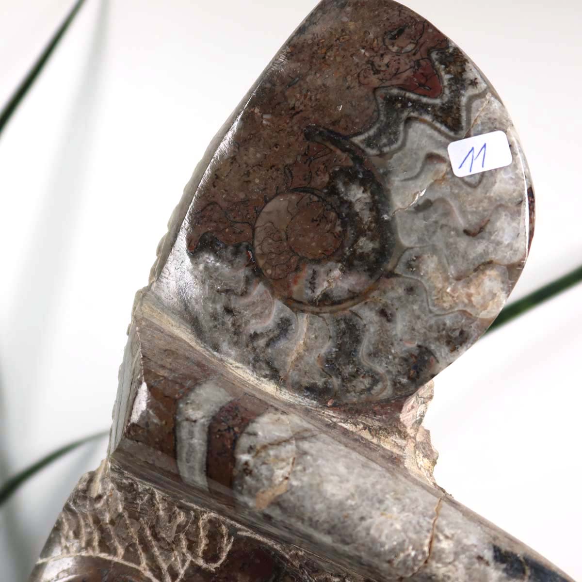 Ammonit - Versteinertes echtes Fossil mit Natursteinsockel, handgeschliffen und poliert Unikat-Nr. 11, fossiles Dekor aus Marokko