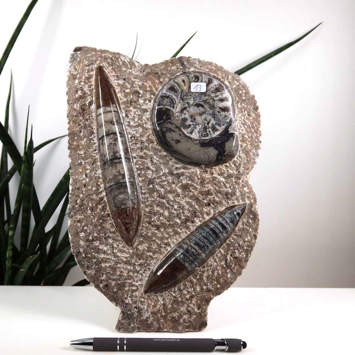 Ammonit - Versteinertes echtes Fossil mit Natursteinsockel, 27 x 17 cm - Nr. 13 vor weißem Hintergrund