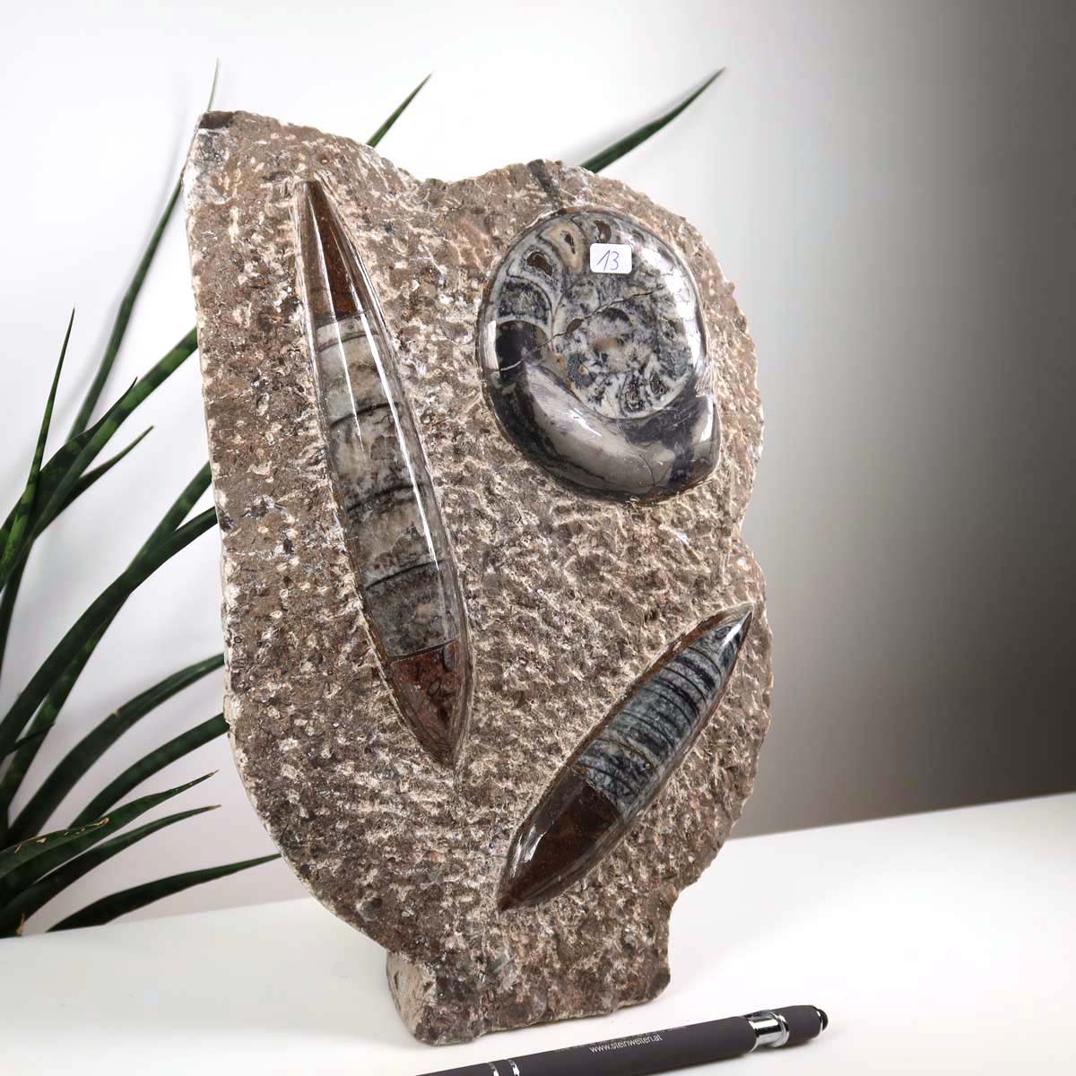 Ammonit - Versteinertes echtes Fossil mit Natursteinsockel, 27 x 17 cm - Nr. 13 vor weißem Hintergrund