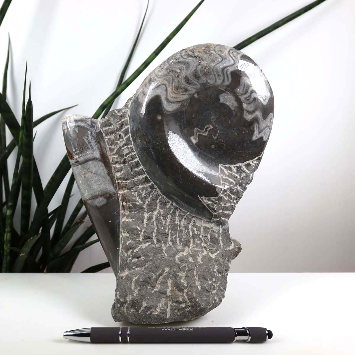 Ammonit - Versteinertes echtes Fossil mit Natursteinsockel, 20 x 13 cm - Nr. 18 aus Marokko