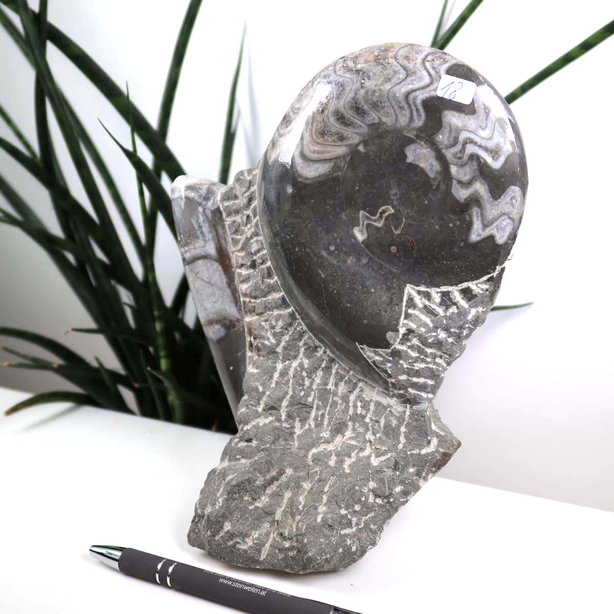 Ammonit - Versteinertes echtes Fossil mit Natursteinsockel, 20 x 13 cm - Nr. 18 aus Marokko