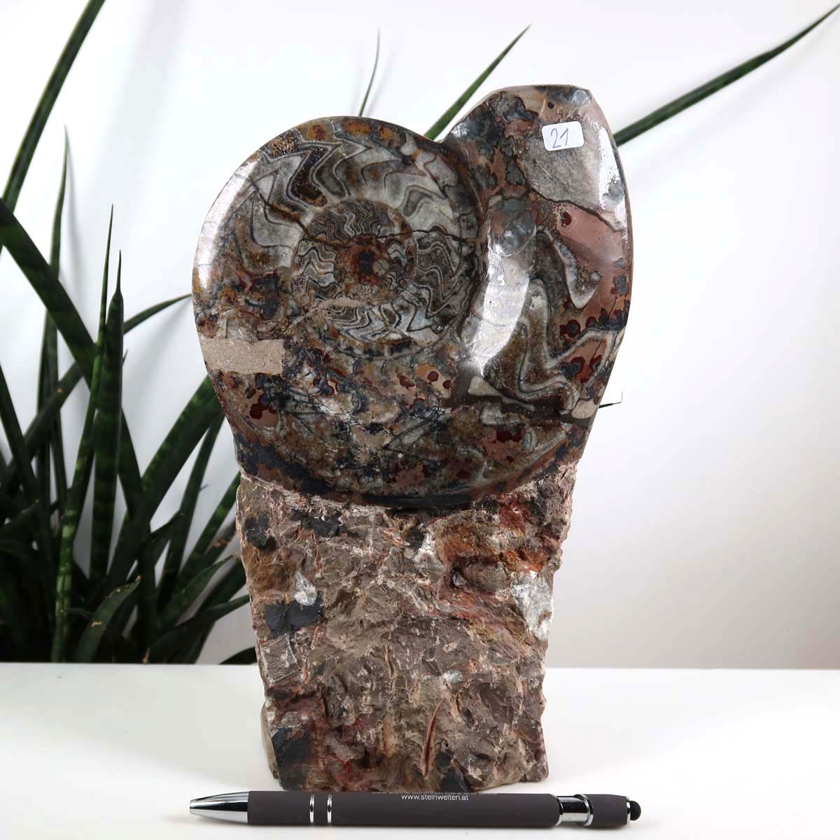 Ammonit - Versteinertes echtes Fossil mit Natursteinsockel, 24 x 15 cm - Nr. 21, stehend vor Pflanzen, illustriert die natürliche Schönheit.