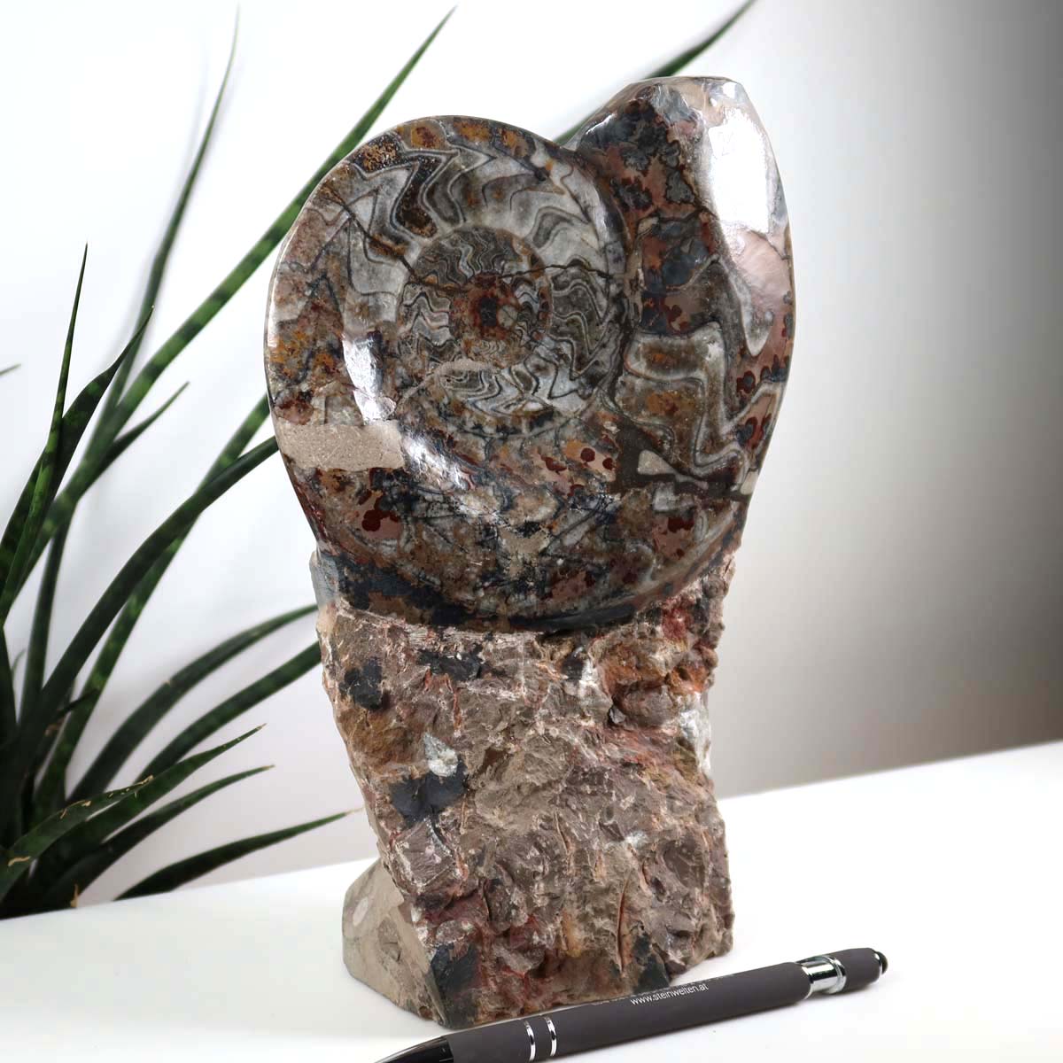 Ammonit - Versteinertes echtes Fossil mit Natursteinsockel, 24 x 15 cm - Nr. 21, stehend vor Pflanzen, illustriert die natürliche Schönheit.