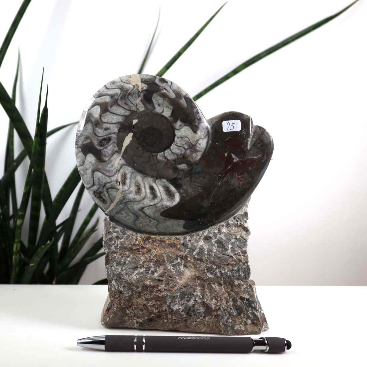 Ammonit - Versteinertes echtes Fossil mit Natursteinsockel, 18 x 14 cm - Nr. 25, auf einem Tisch mit Pflanzen im Hintergrund