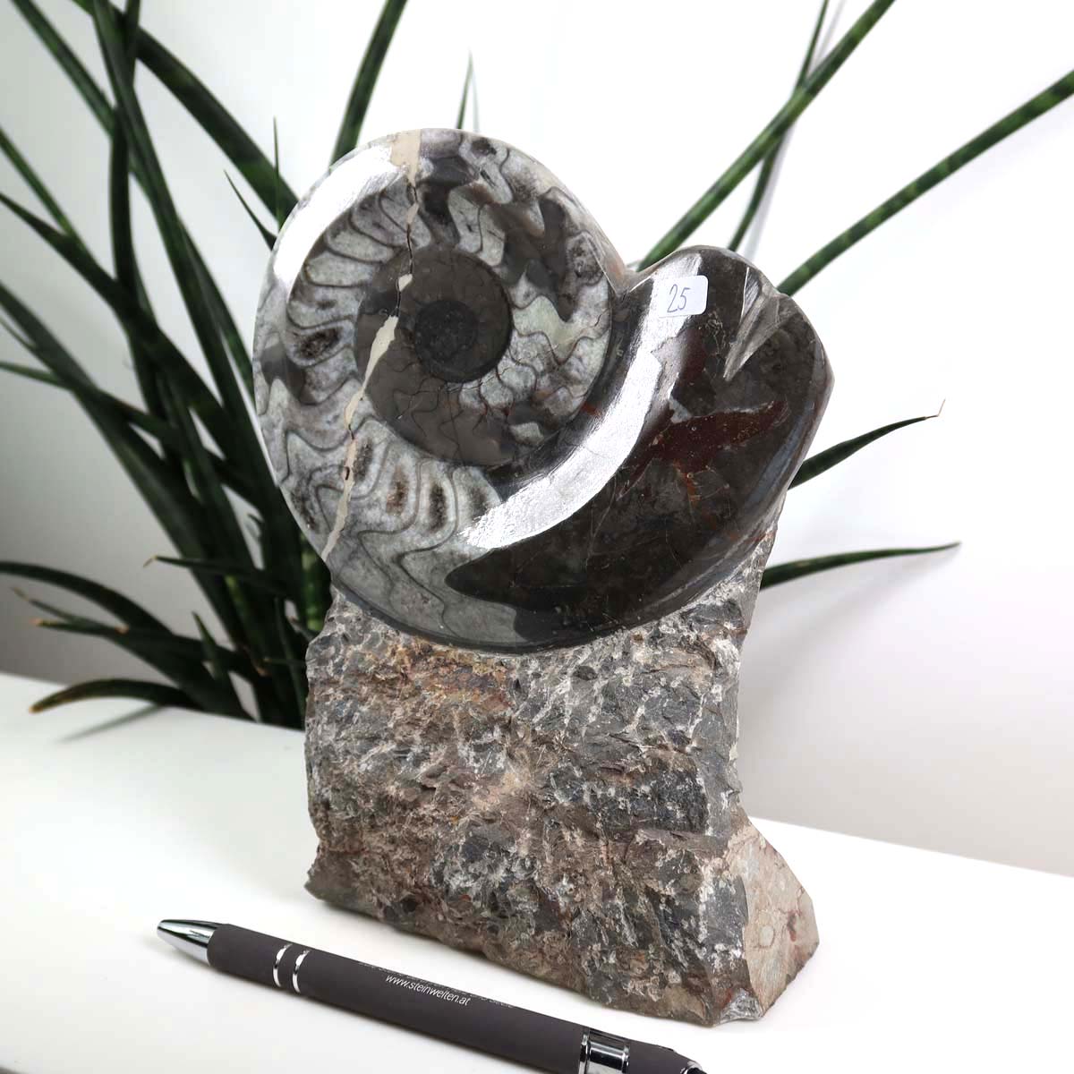 Ammonit - Versteinertes echtes Fossil mit Natursteinsockel, 18 x 14 cm - Nr. 25, auf einem Tisch mit Pflanzen im Hintergrund